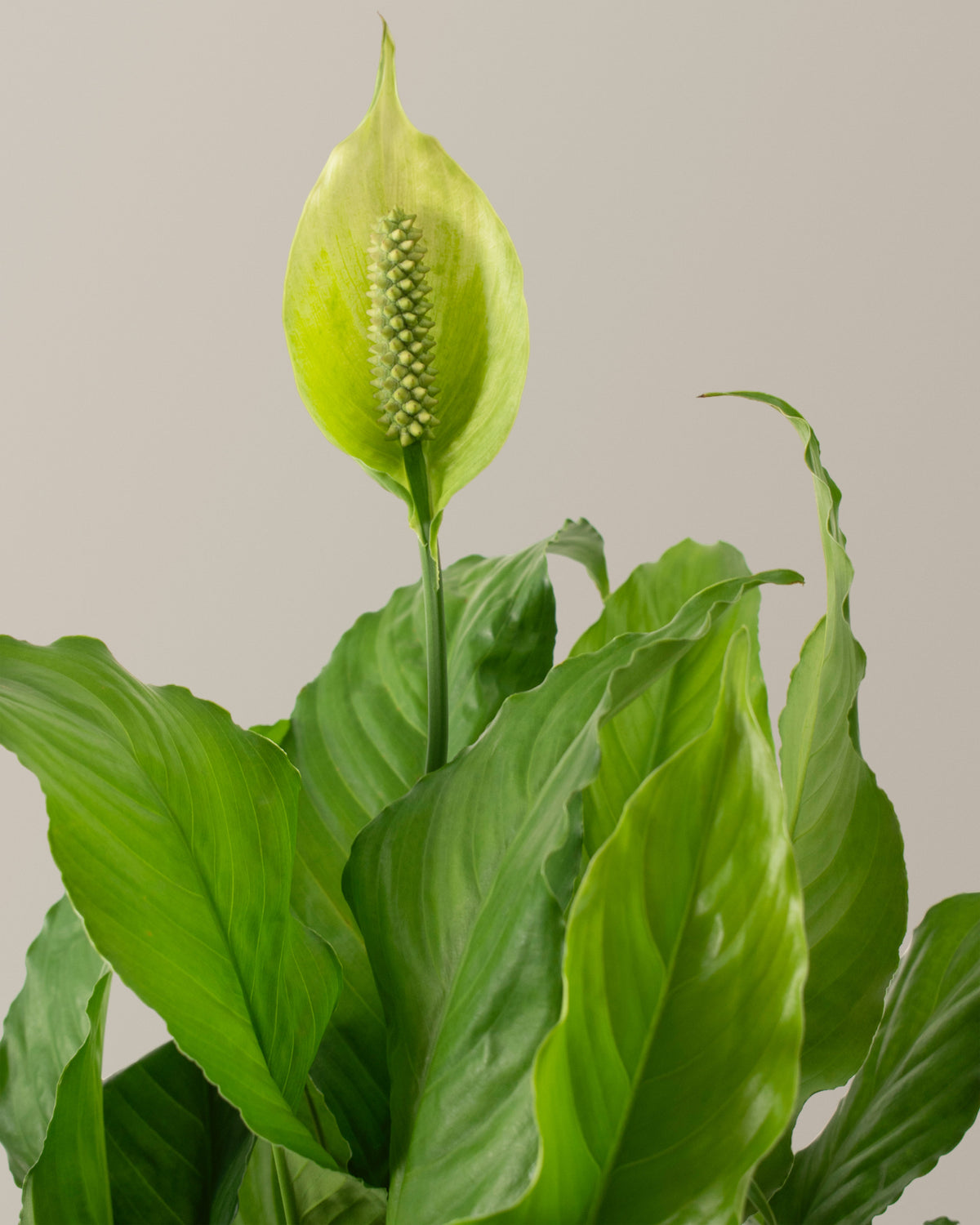 Peace Lily