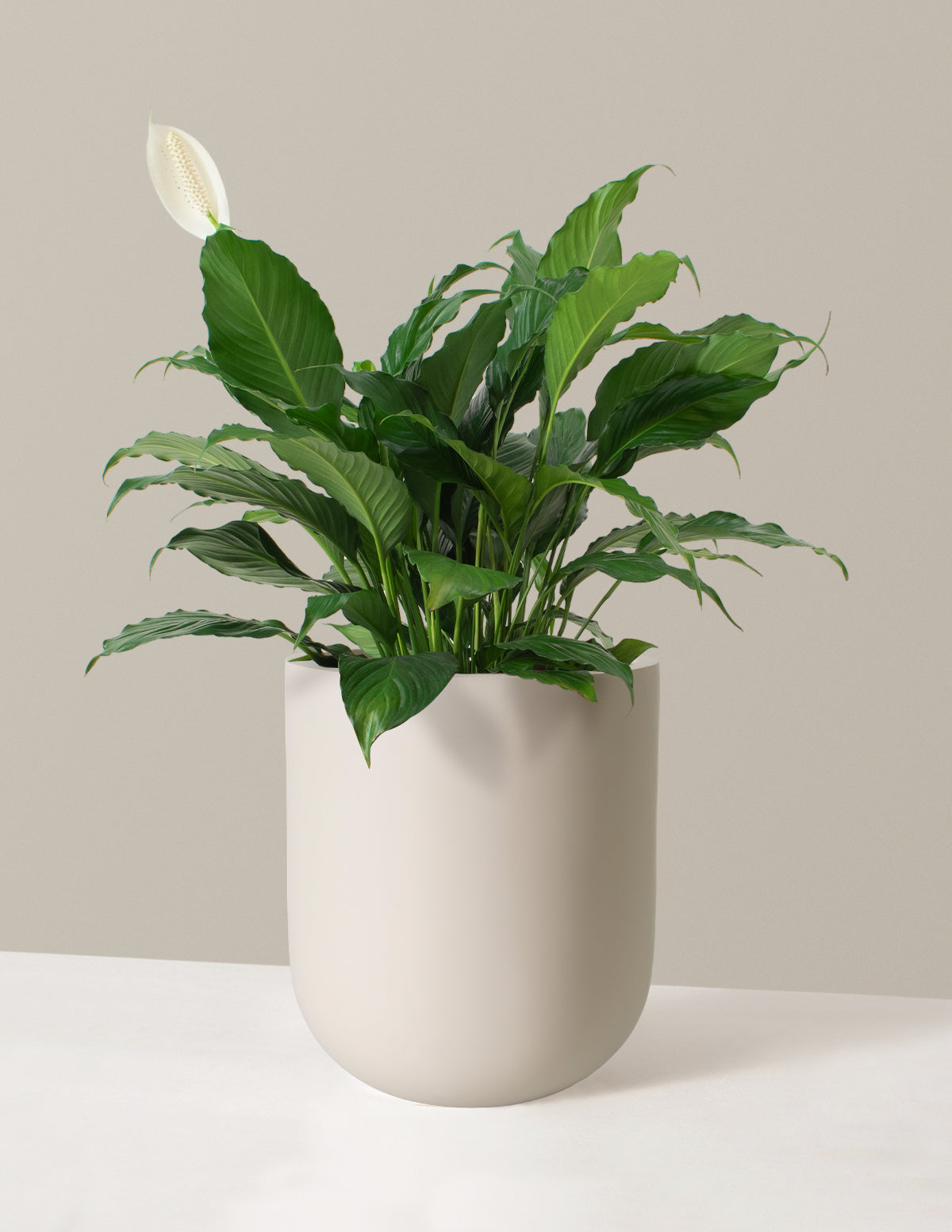 Peace Lily