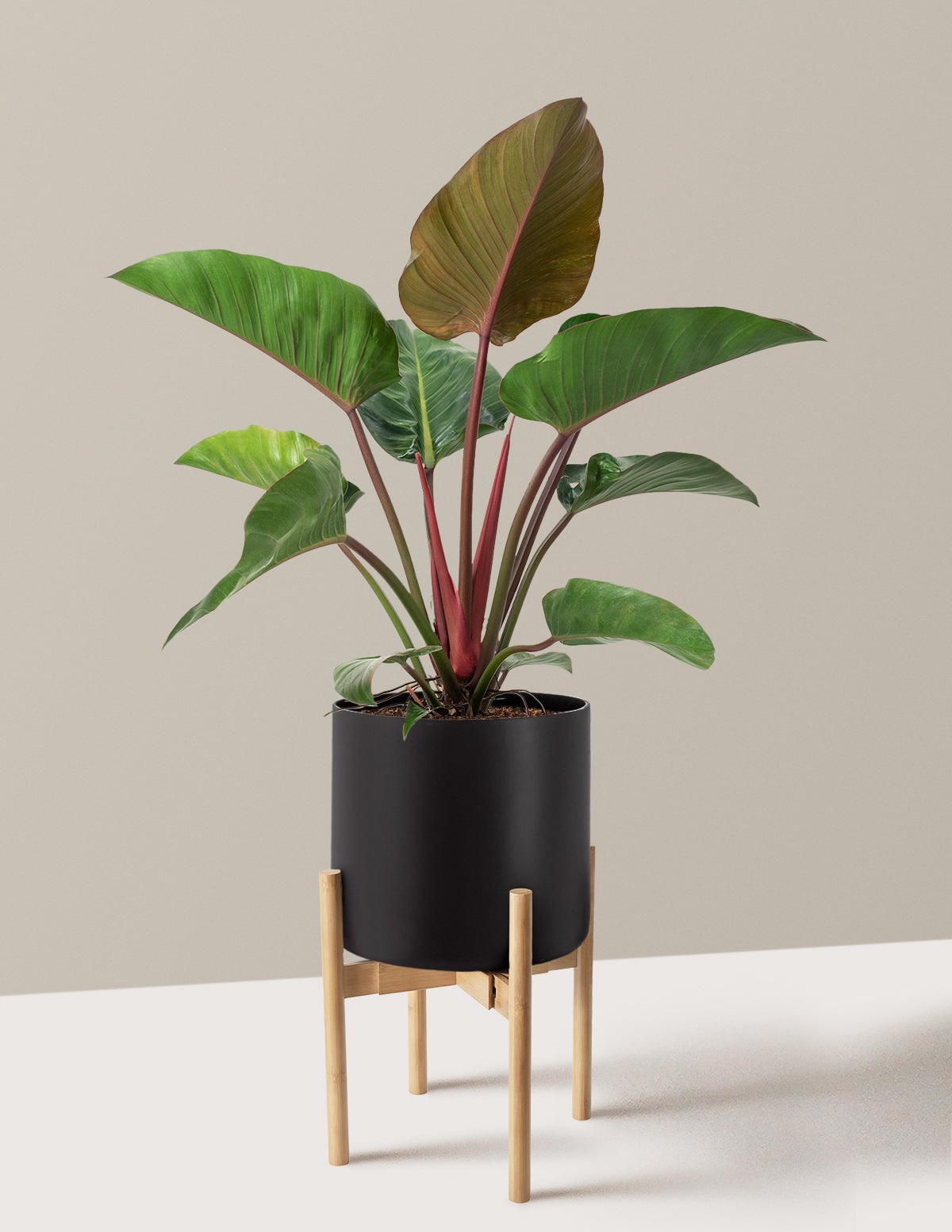 Large Philodendron Rojo Congo