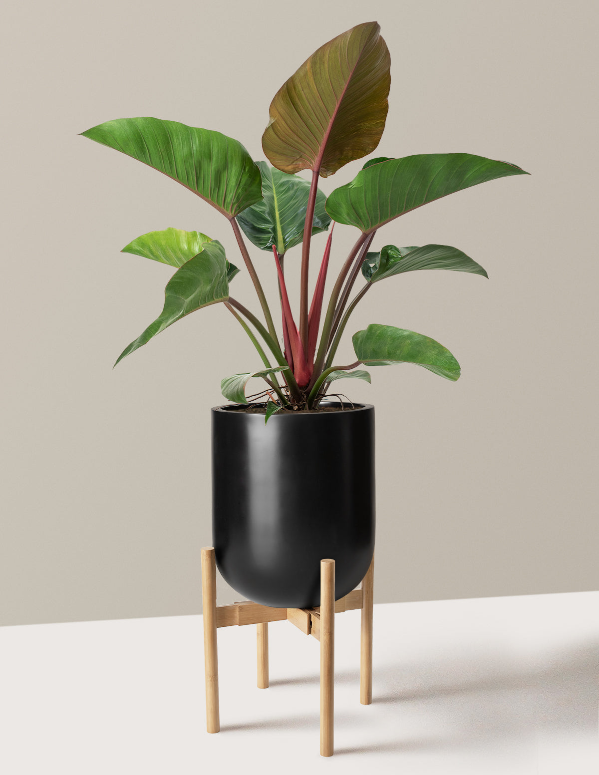 Large Philodendron Rojo Congo