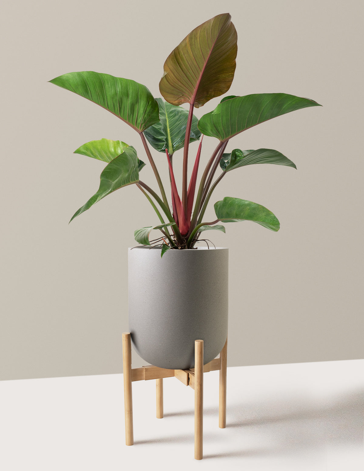 Large Philodendron Rojo Congo