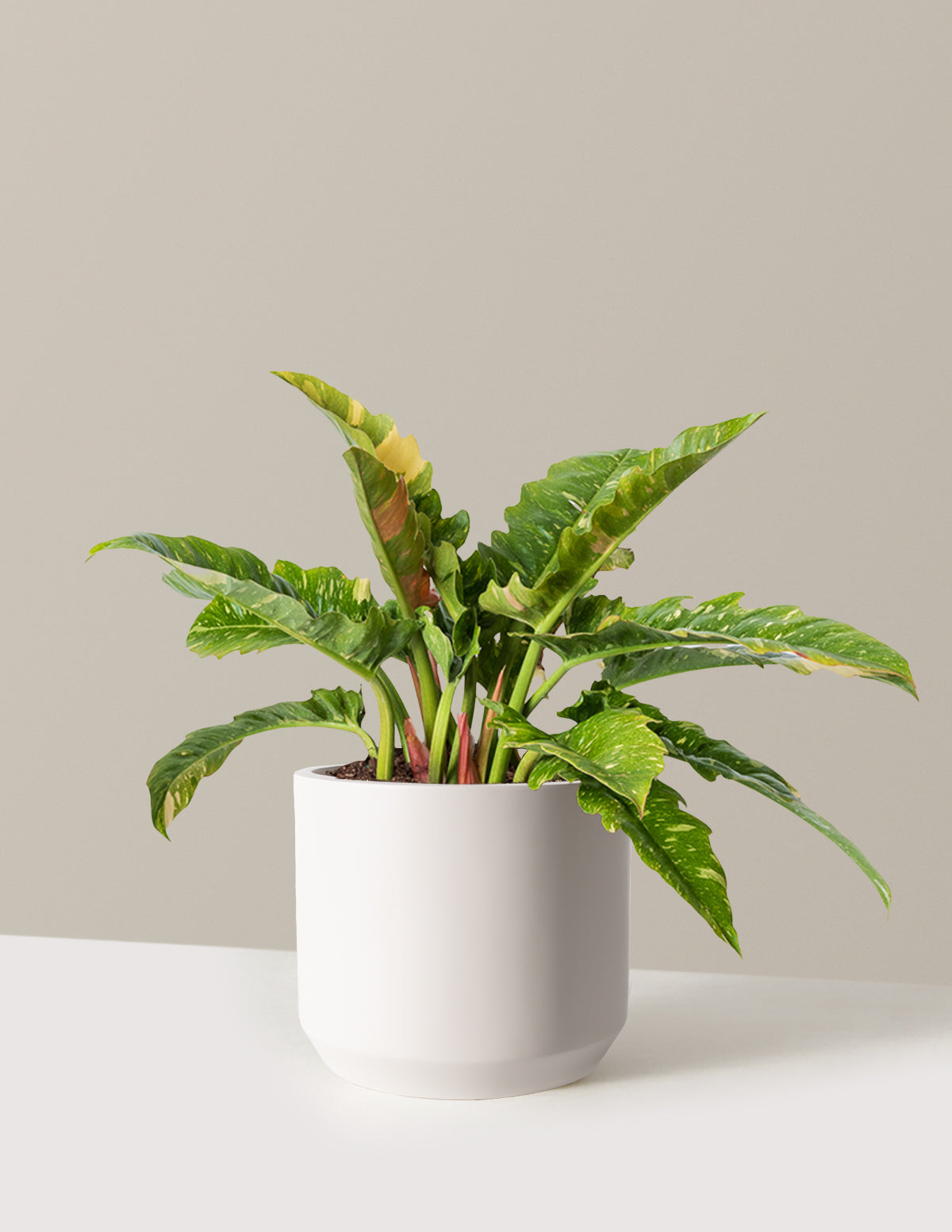 Philodendron Ring of Fire