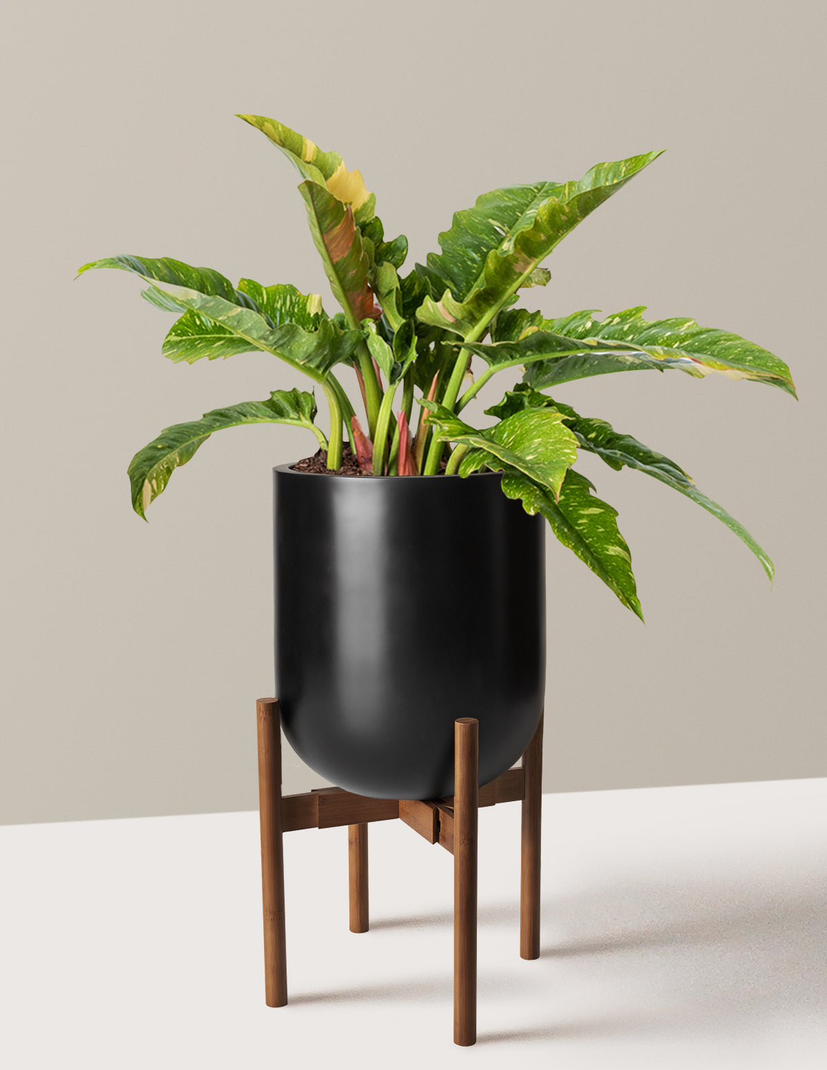 Philodendron Ring of Fire