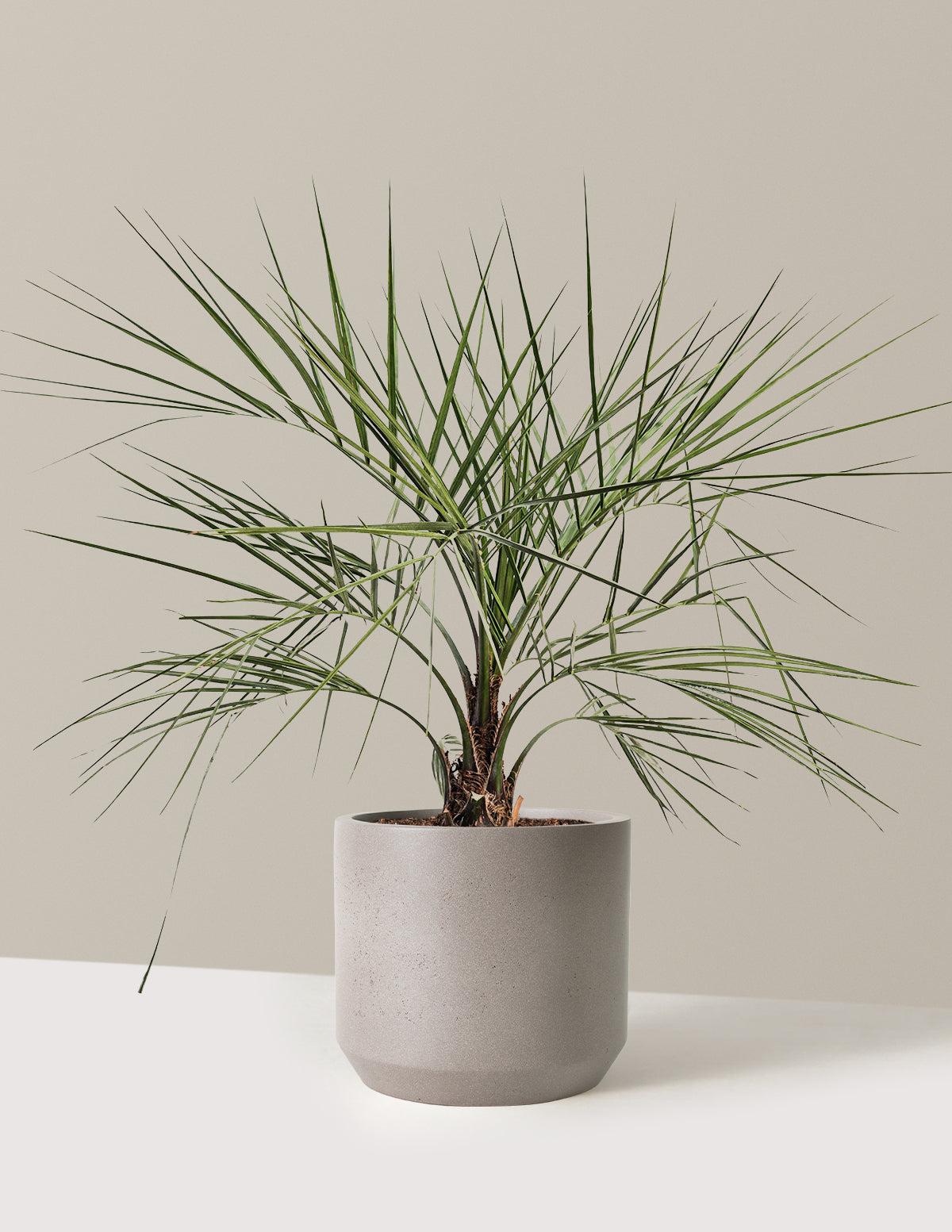 Pindo Palm