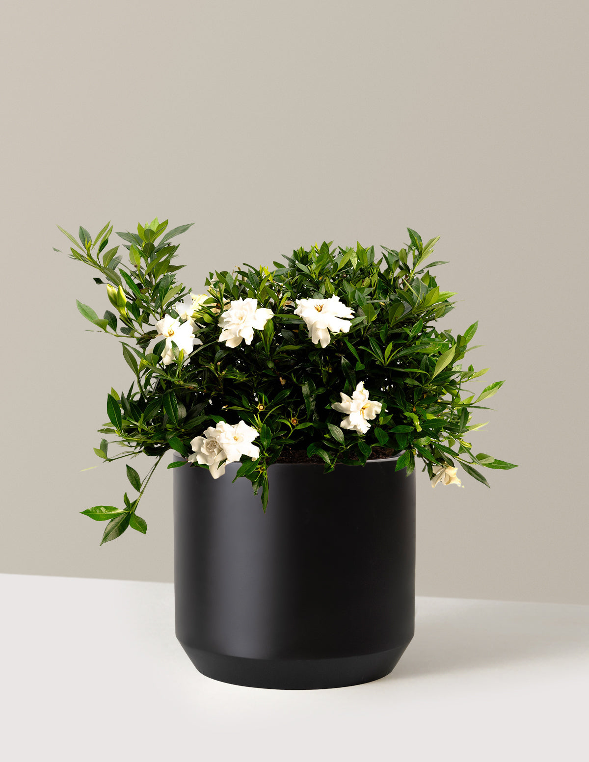 Radicans Gardenia