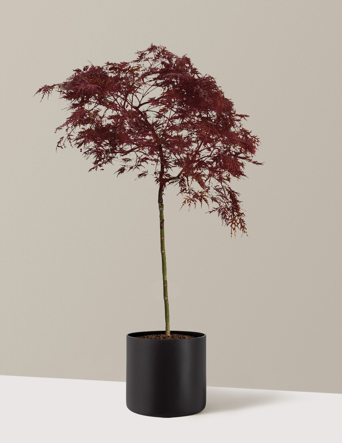 Red Dragon Japanese Maple Tree