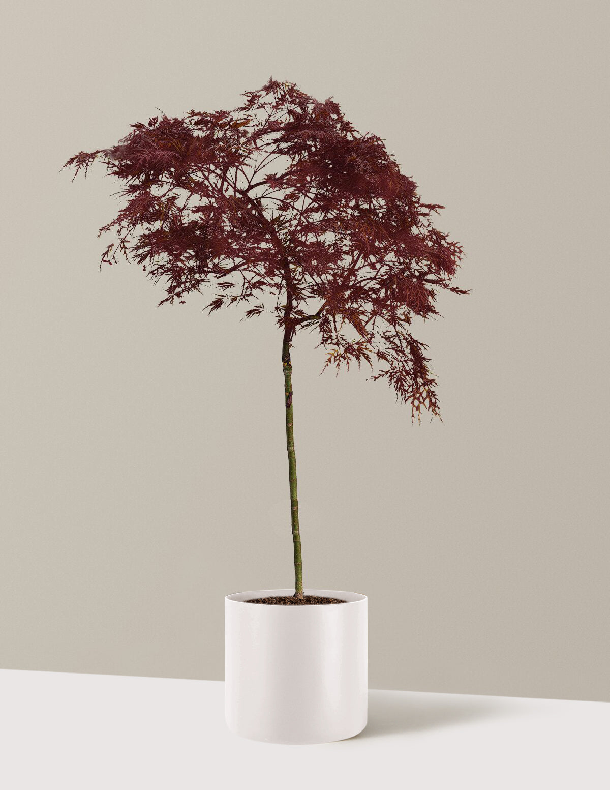 Red Dragon Japanese Maple Tree