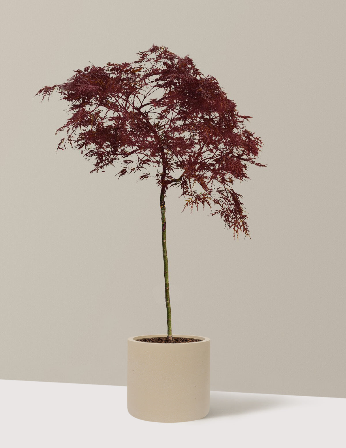 Red Dragon Japanese Maple Tree