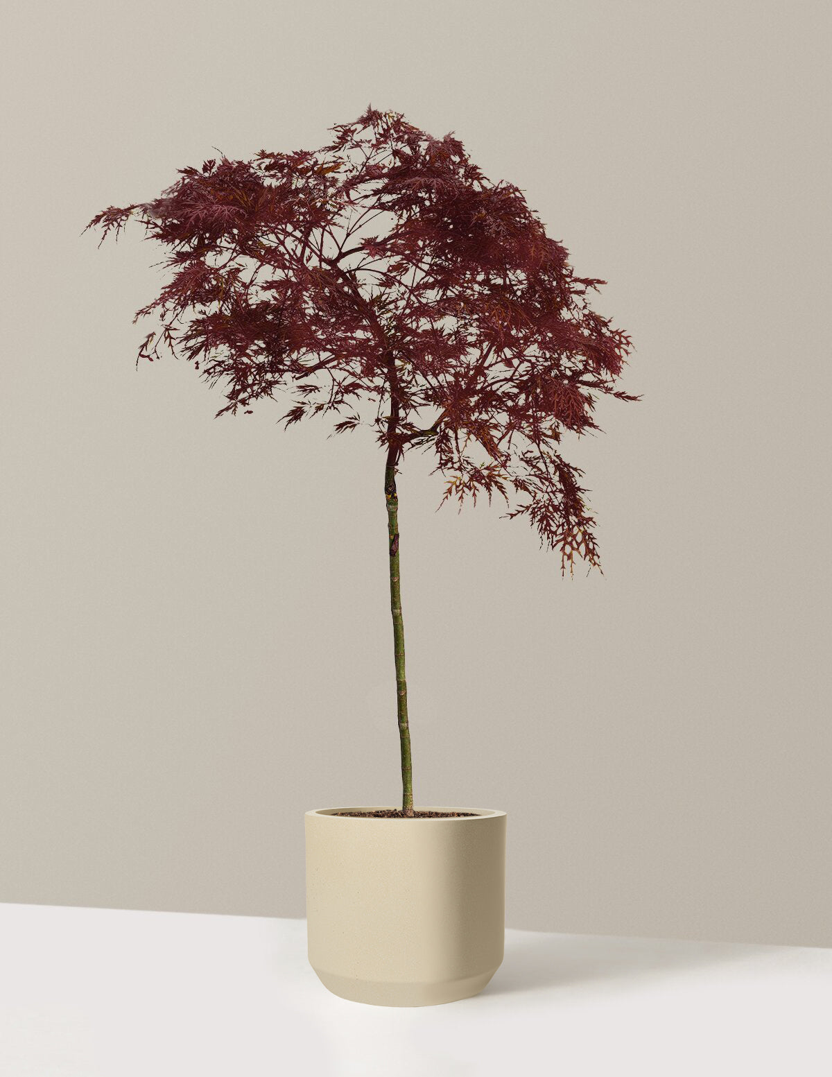 Red Dragon Japanese Maple Tree