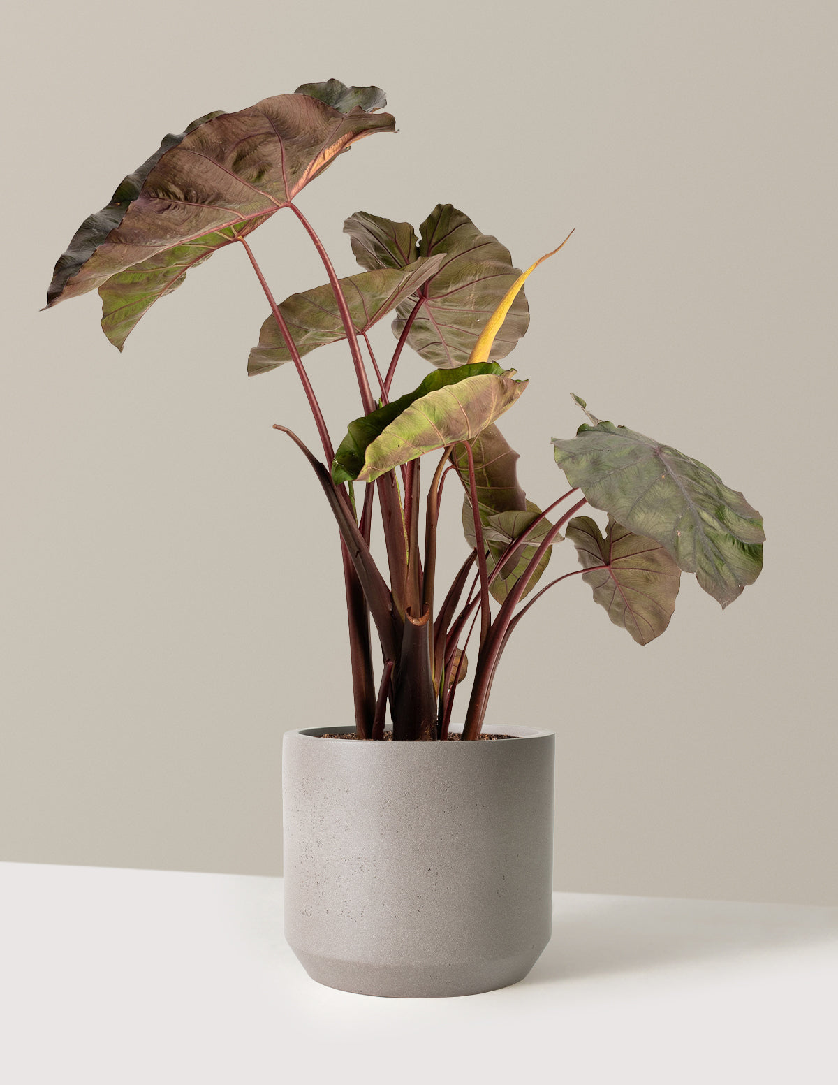 Redemption™ Colocasia