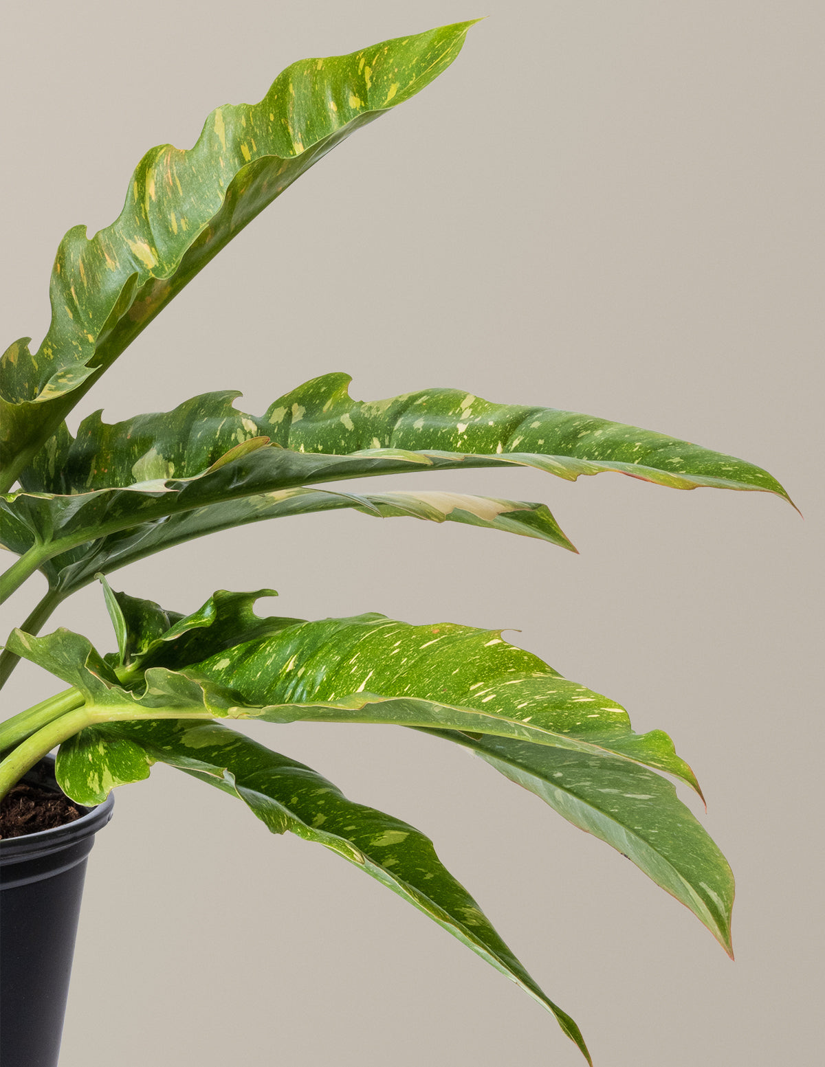 Philodendron Ring of Fire