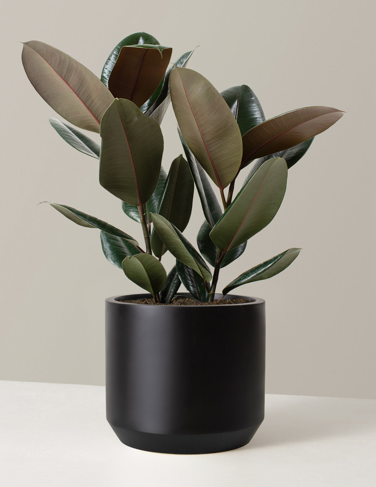Ficus Burgundy Rubber Plant