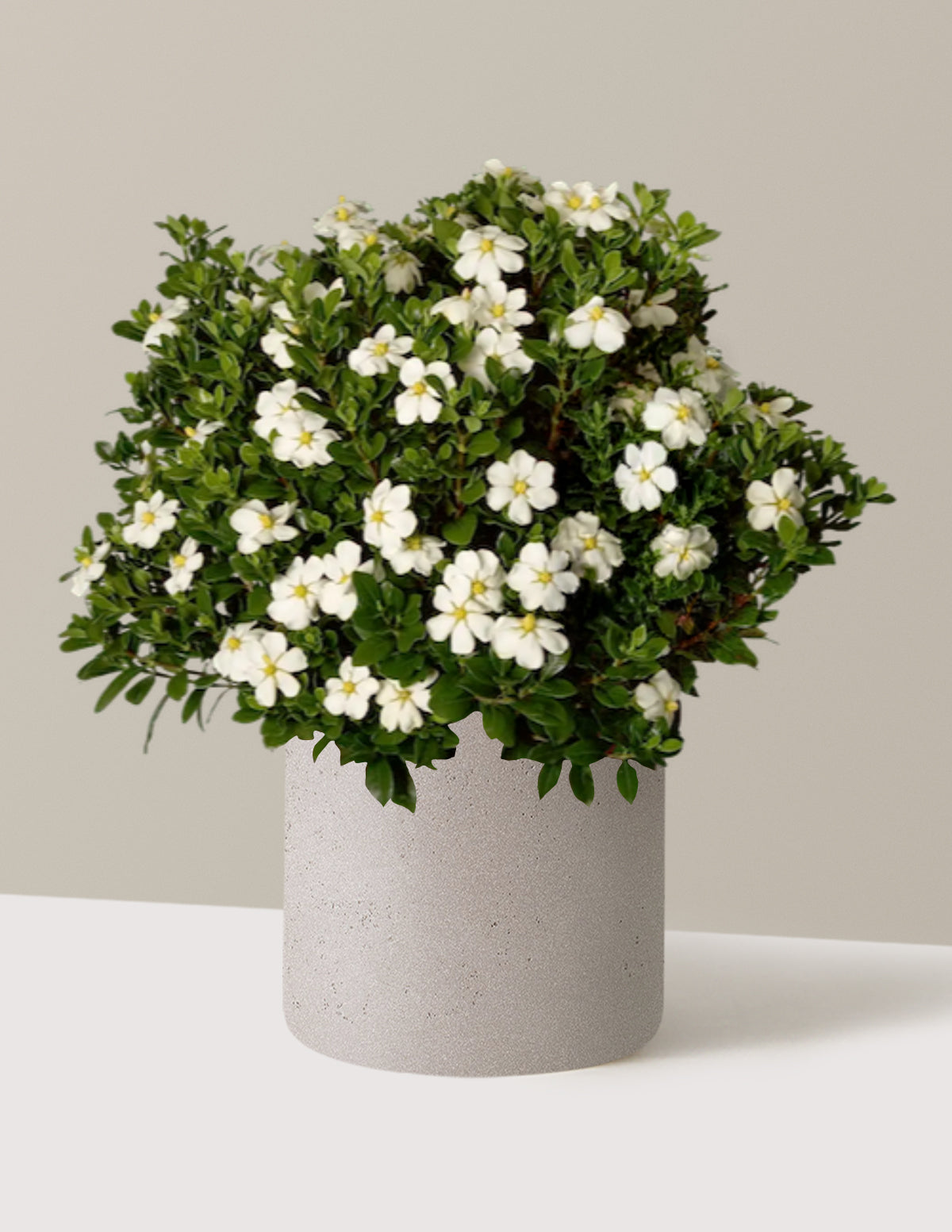ScentAmazing® Gardenia