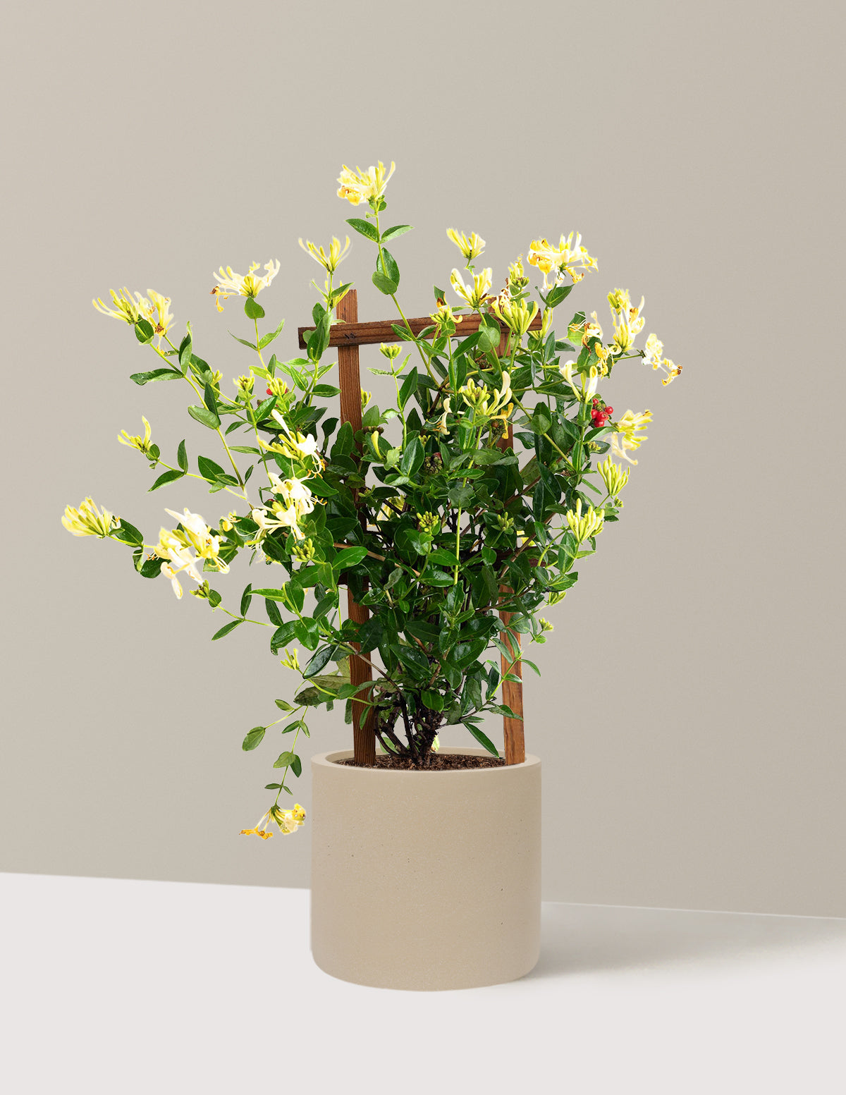Honeysuckle Vine 'Scentsation'