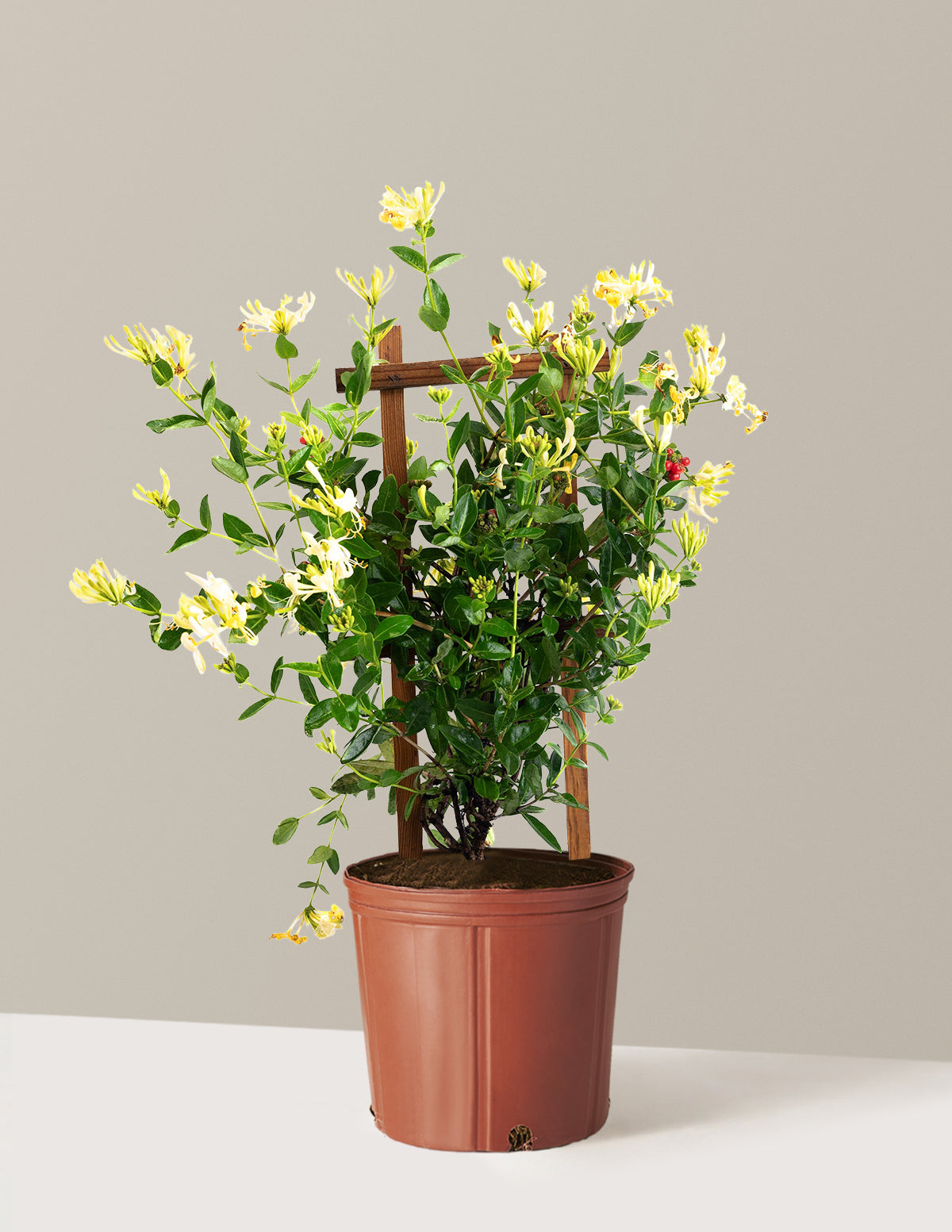 Honeysuckle Vine 'Scentsation'