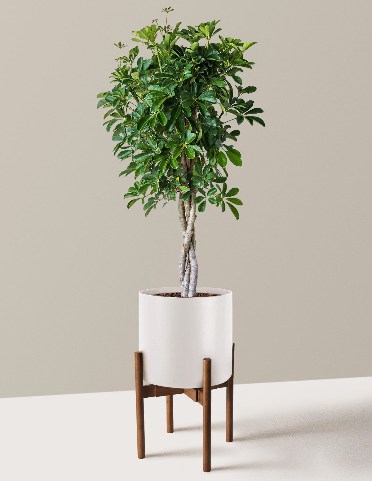 Schefflera Arboricola Braid
