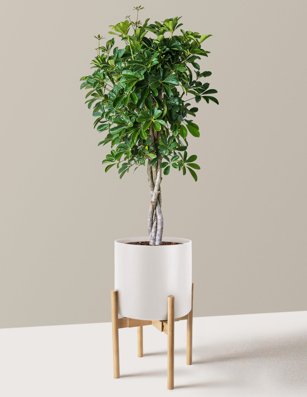 Schefflera Arboricola Braid