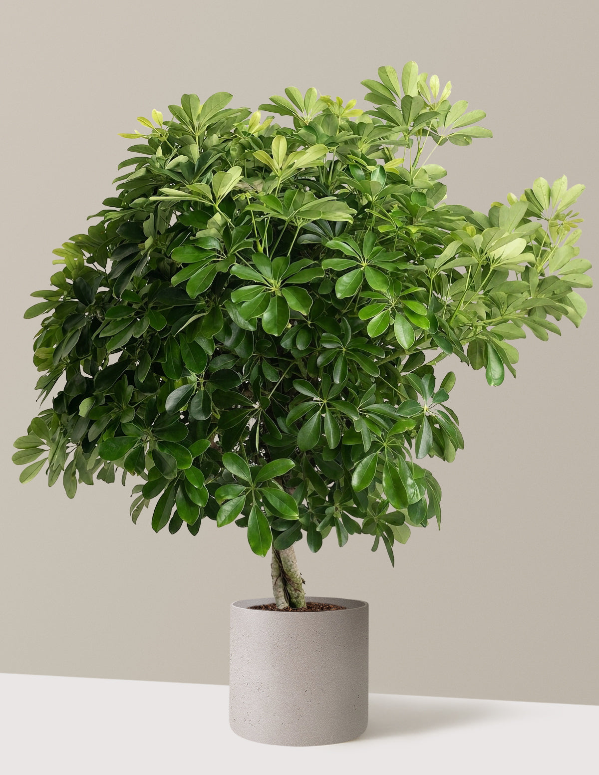 Schefflera Tree