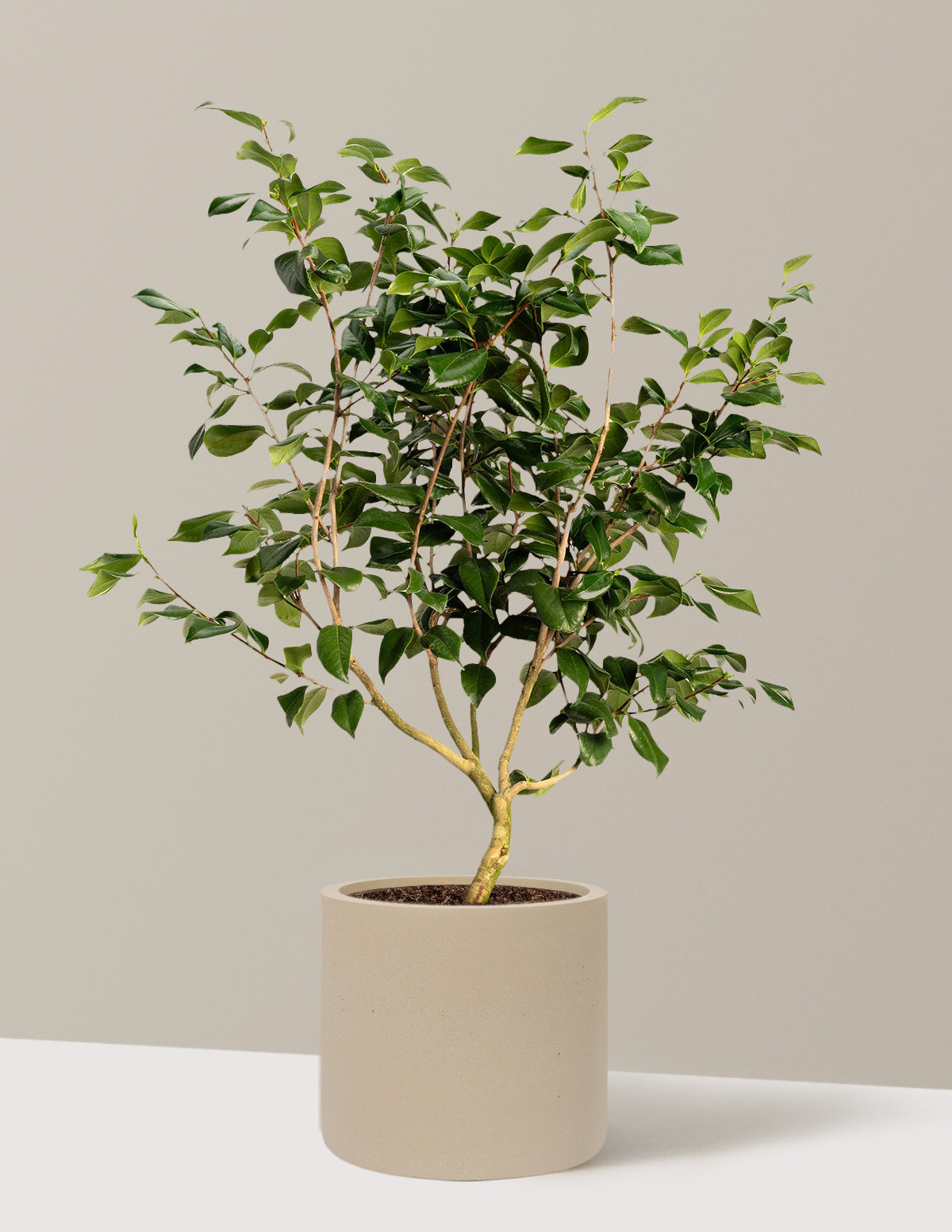 Sea Foam Camellia