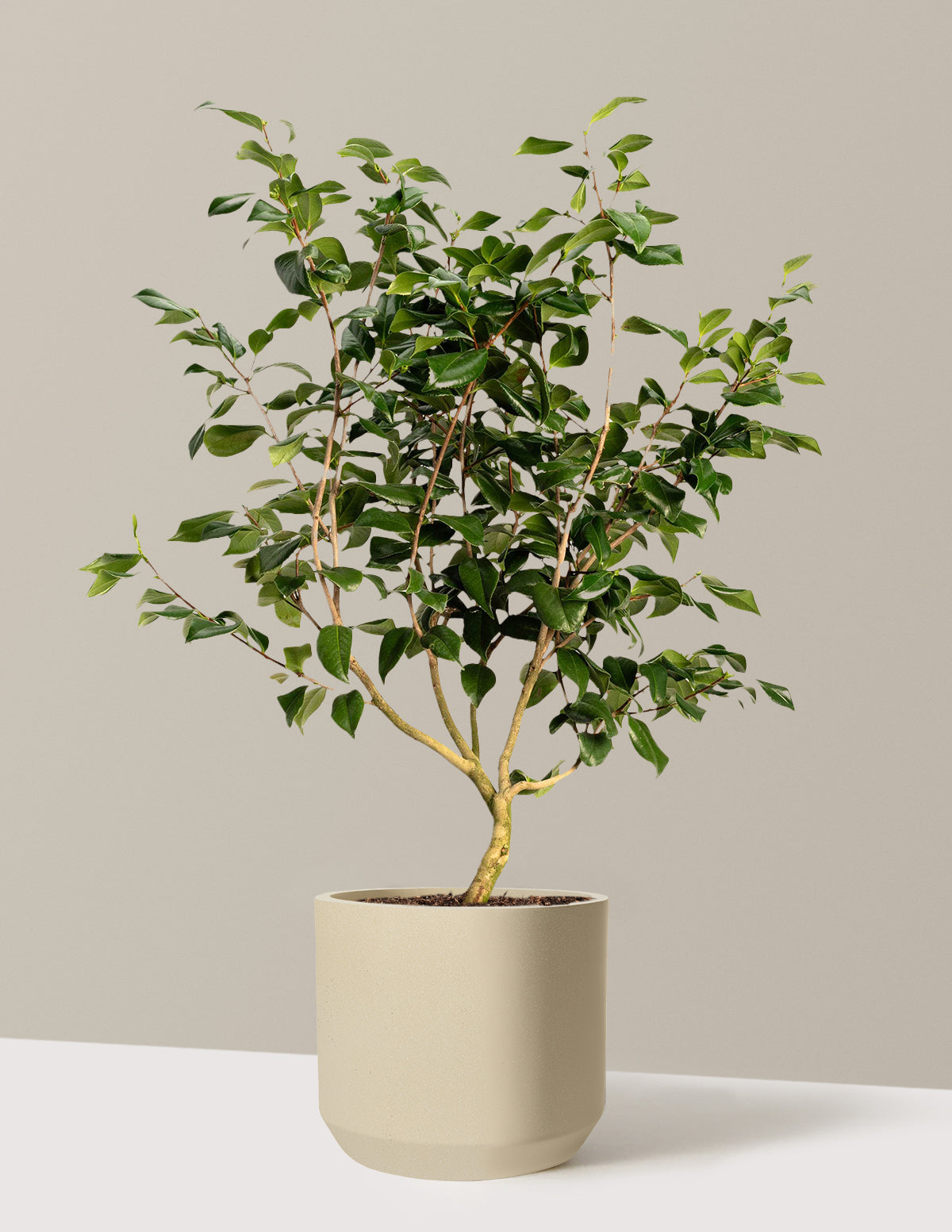Sea Foam Camellia