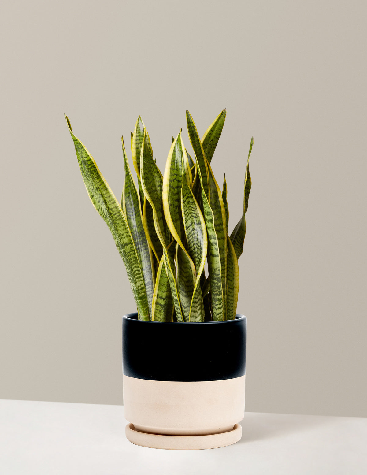 Snake Plant Laurentii