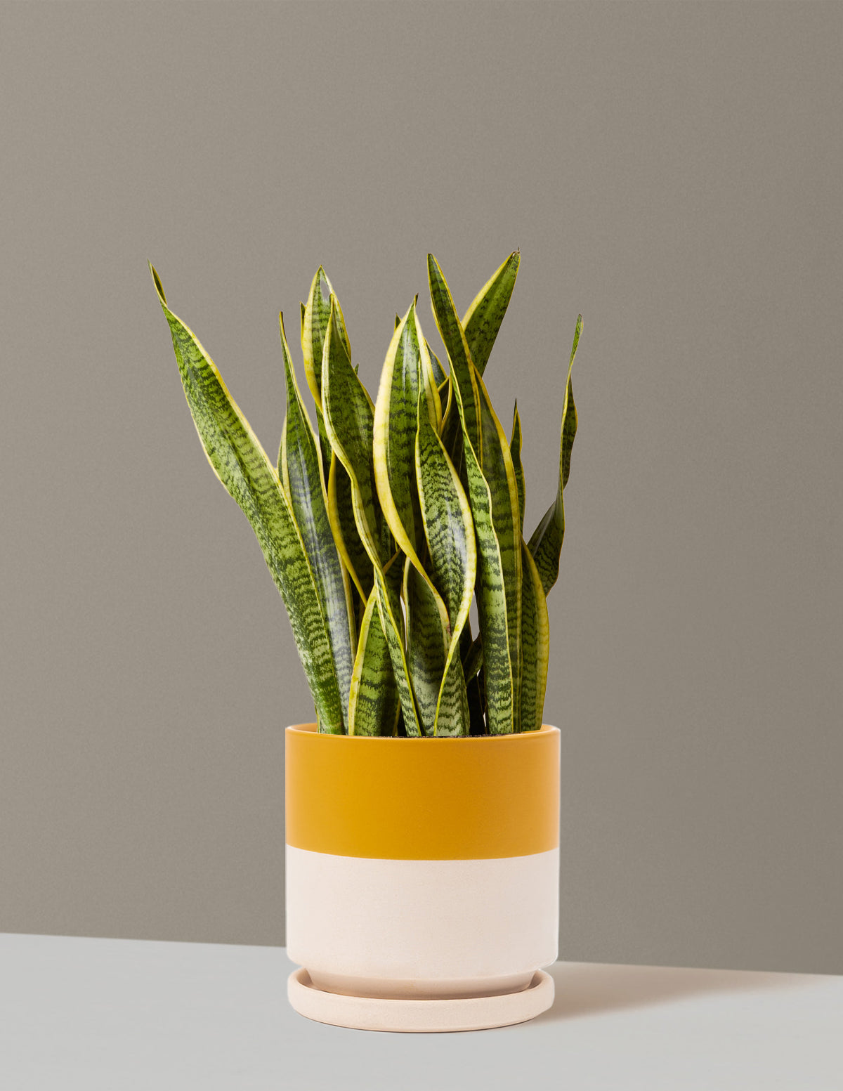 Snake Plant Laurentii