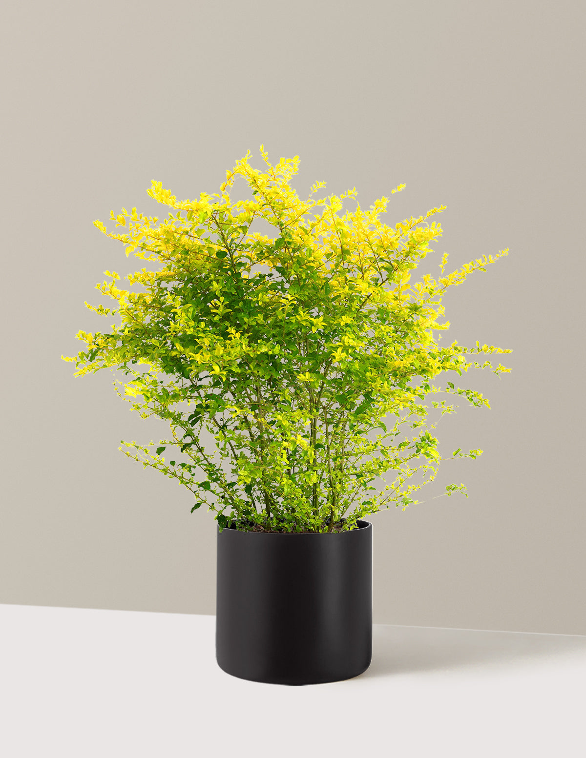 Sunshine Ligustrum
