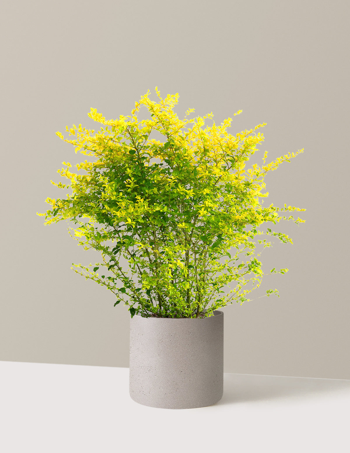 Sunshine Ligustrum
