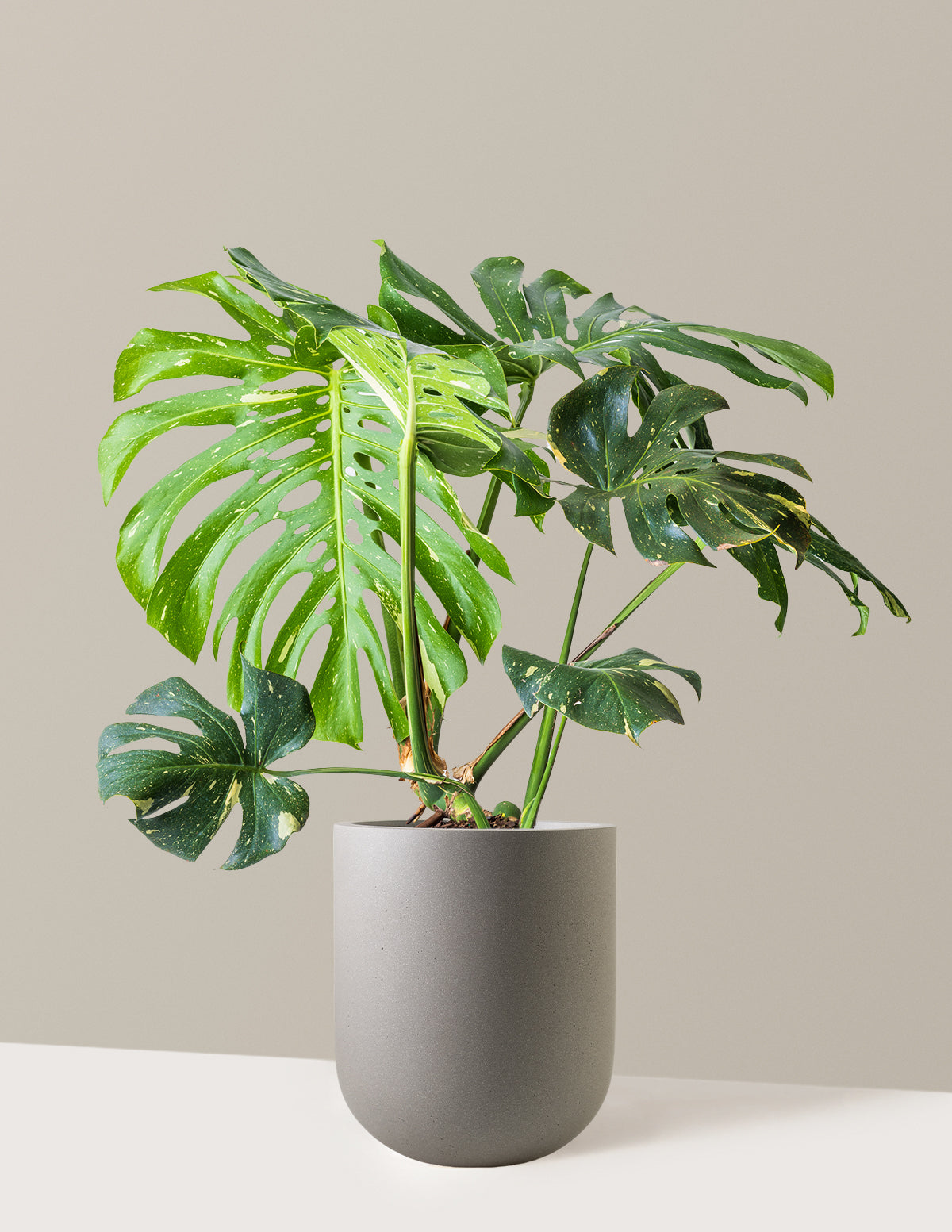 Monstera Thai Constellation