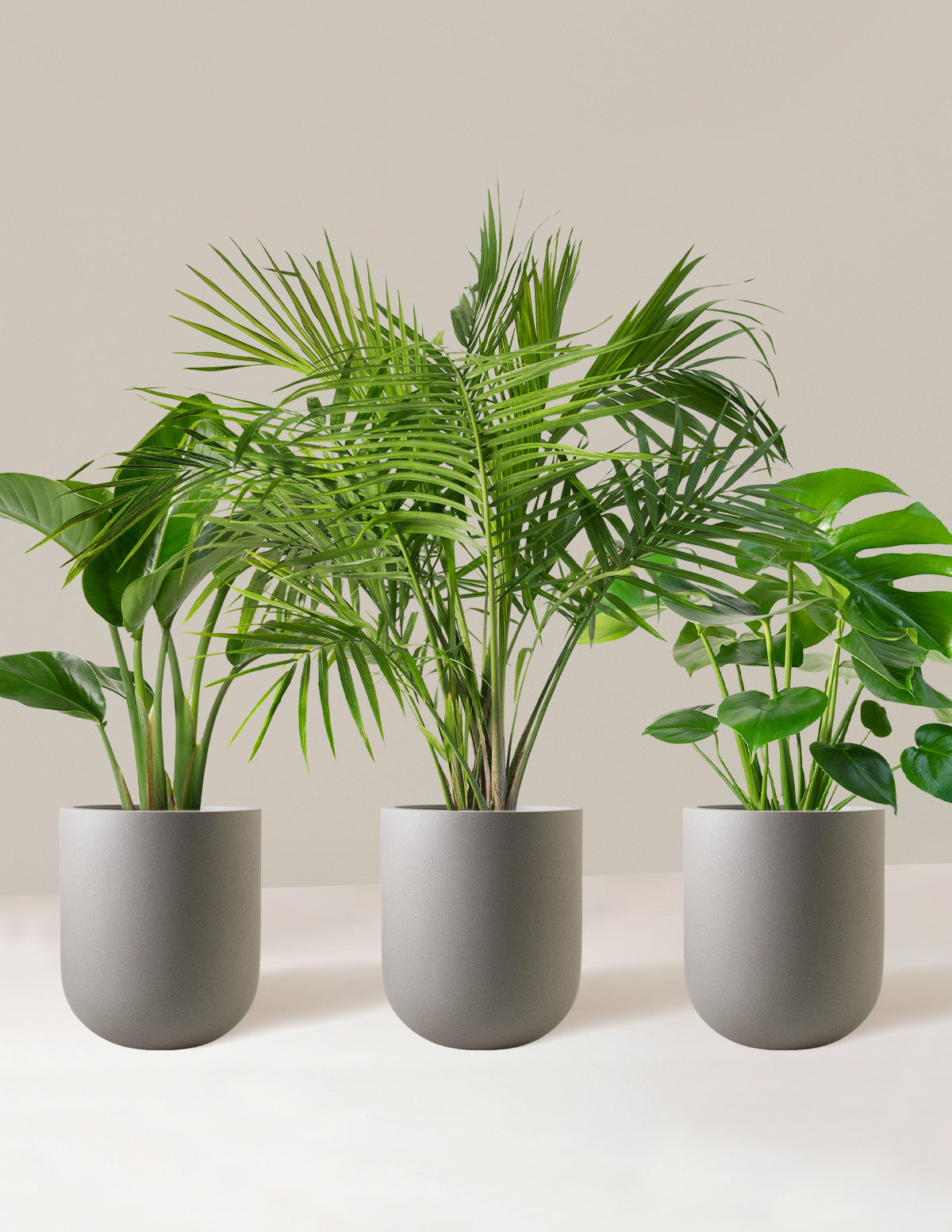 Tropical Trio