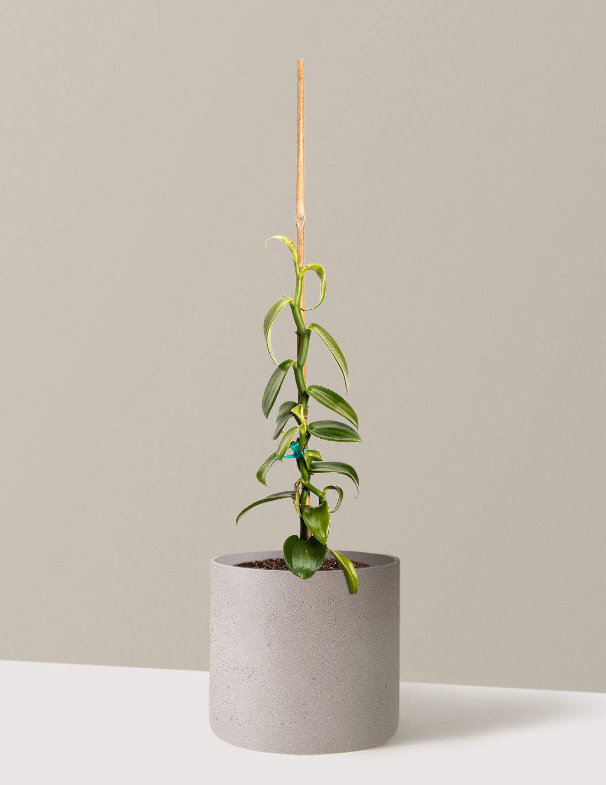 Vanilla Orchid