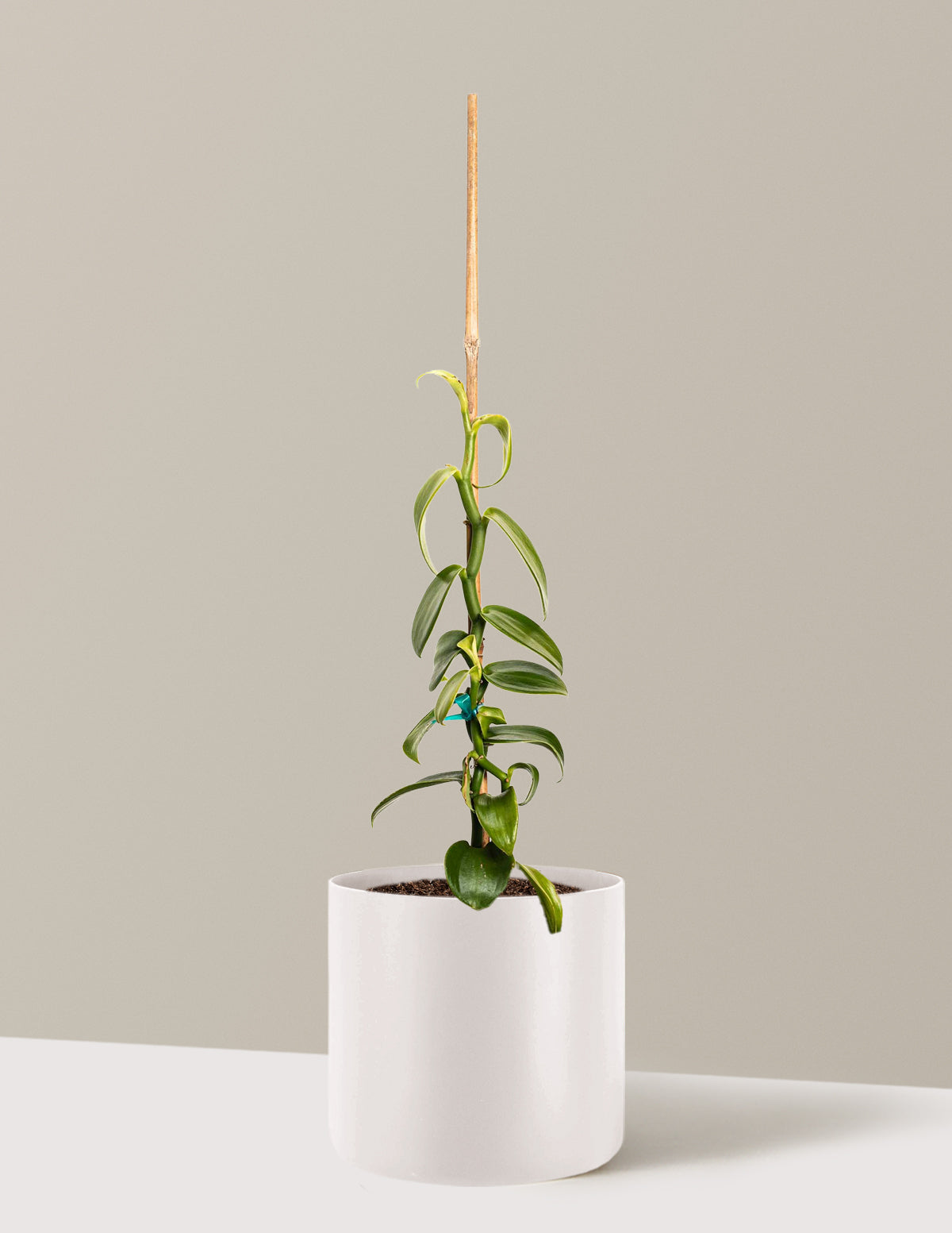 Vanilla Orchid