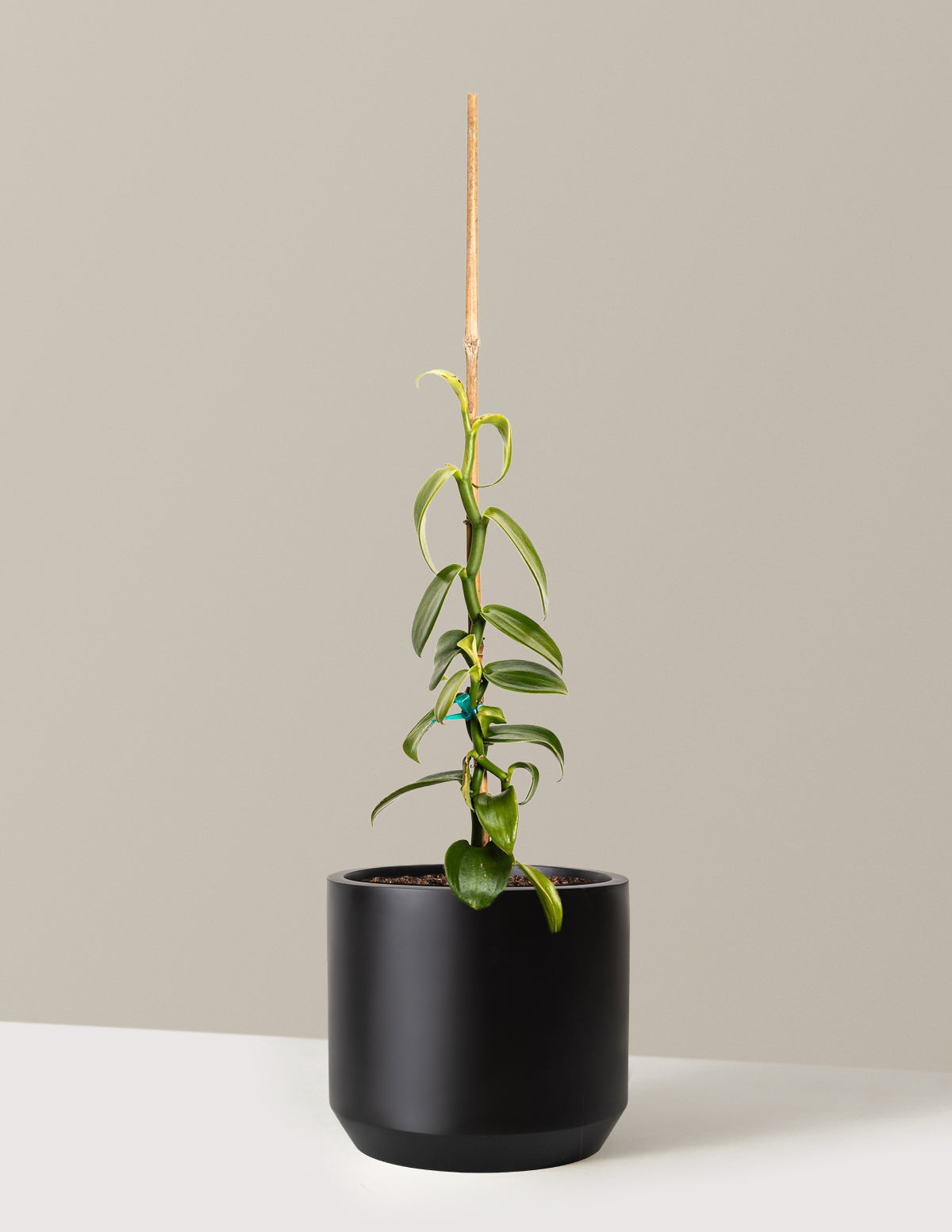 Vanilla Orchid