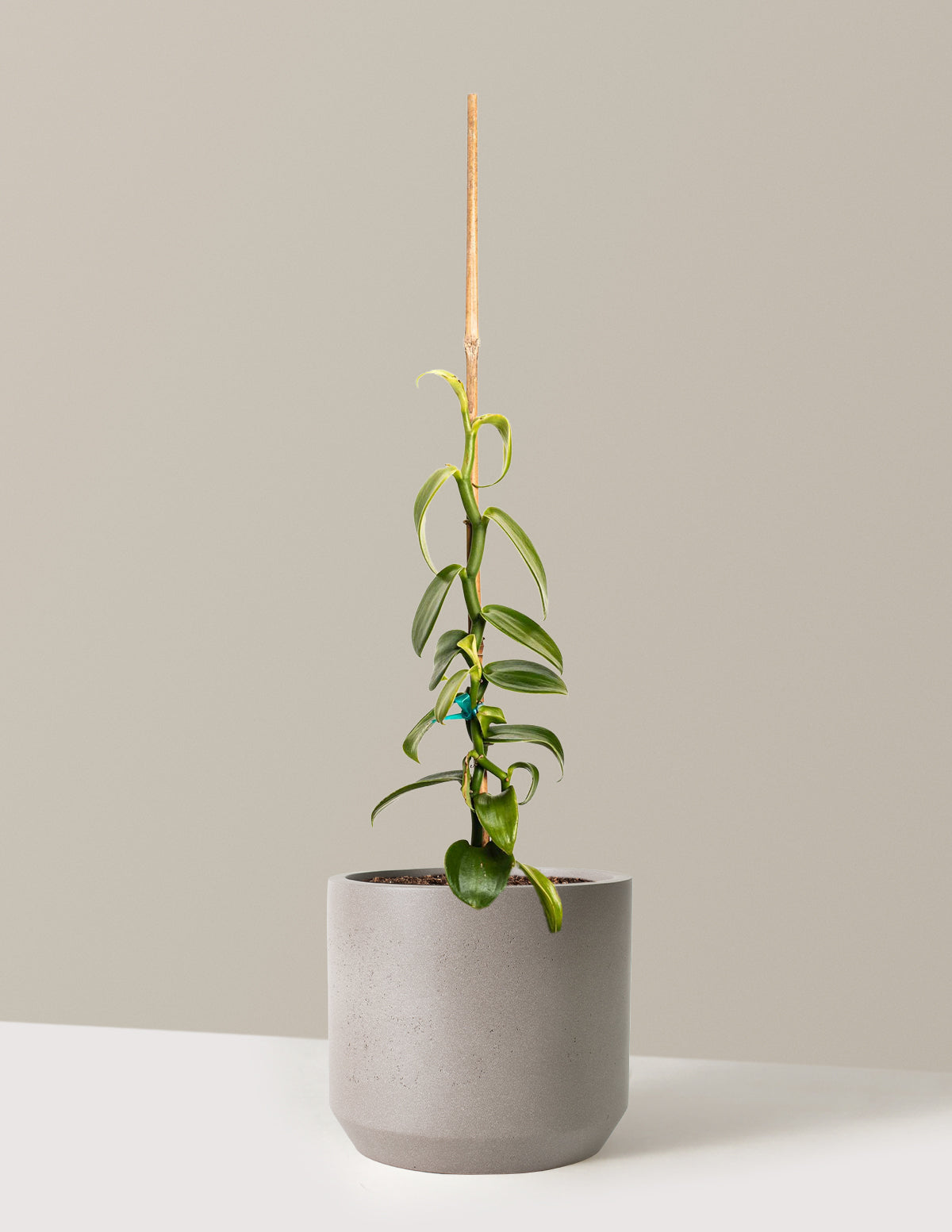 Vanilla Orchid
