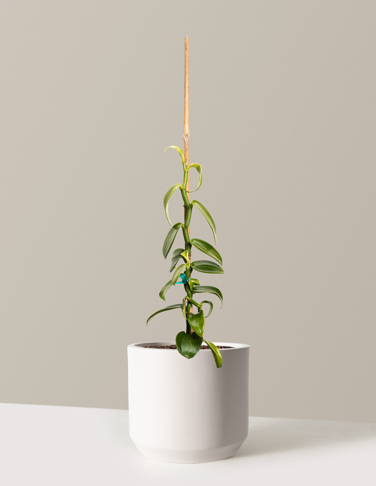 Vanilla Orchid