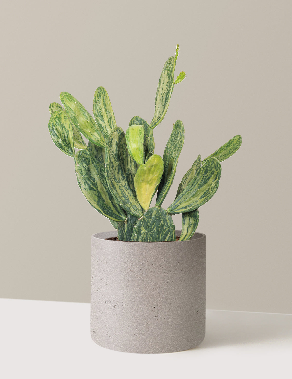 Variegated Prickly Pear Cactus