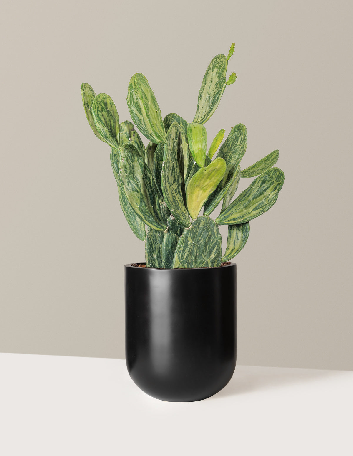 Variegated Prickly Pear Cactus