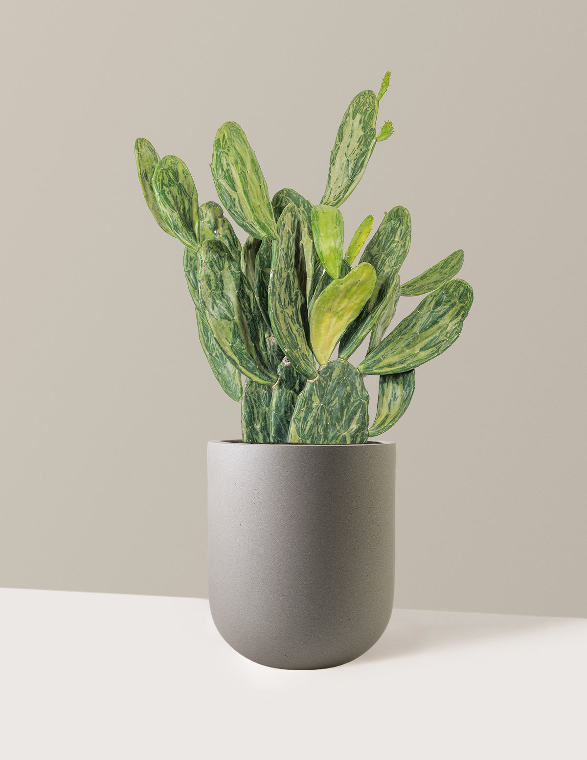 Variegated Prickly Pear Cactus