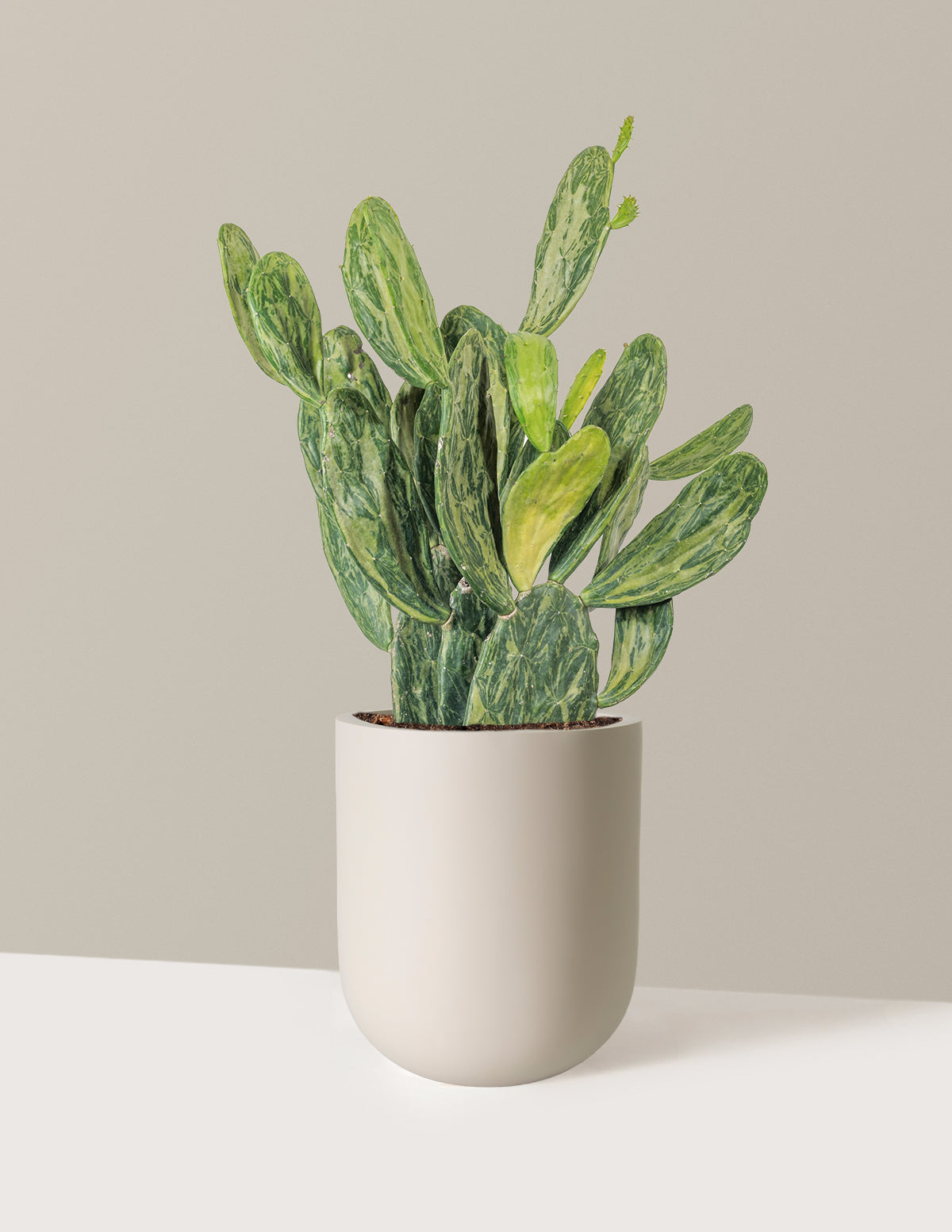 Variegated Prickly Pear Cactus