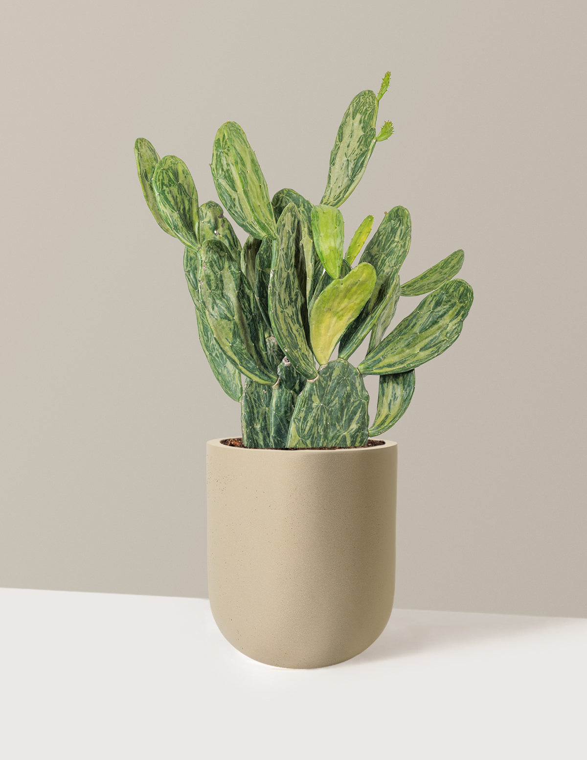Variegated Prickly Pear Cactus