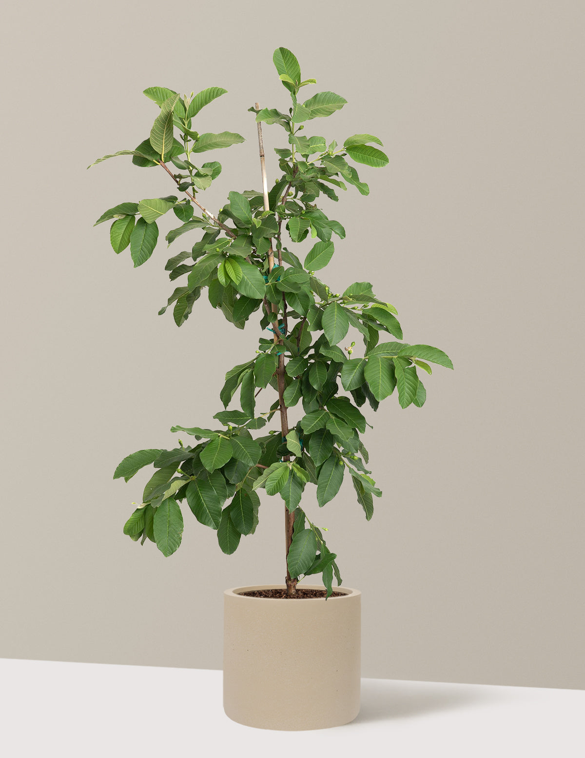 White Guava Tree