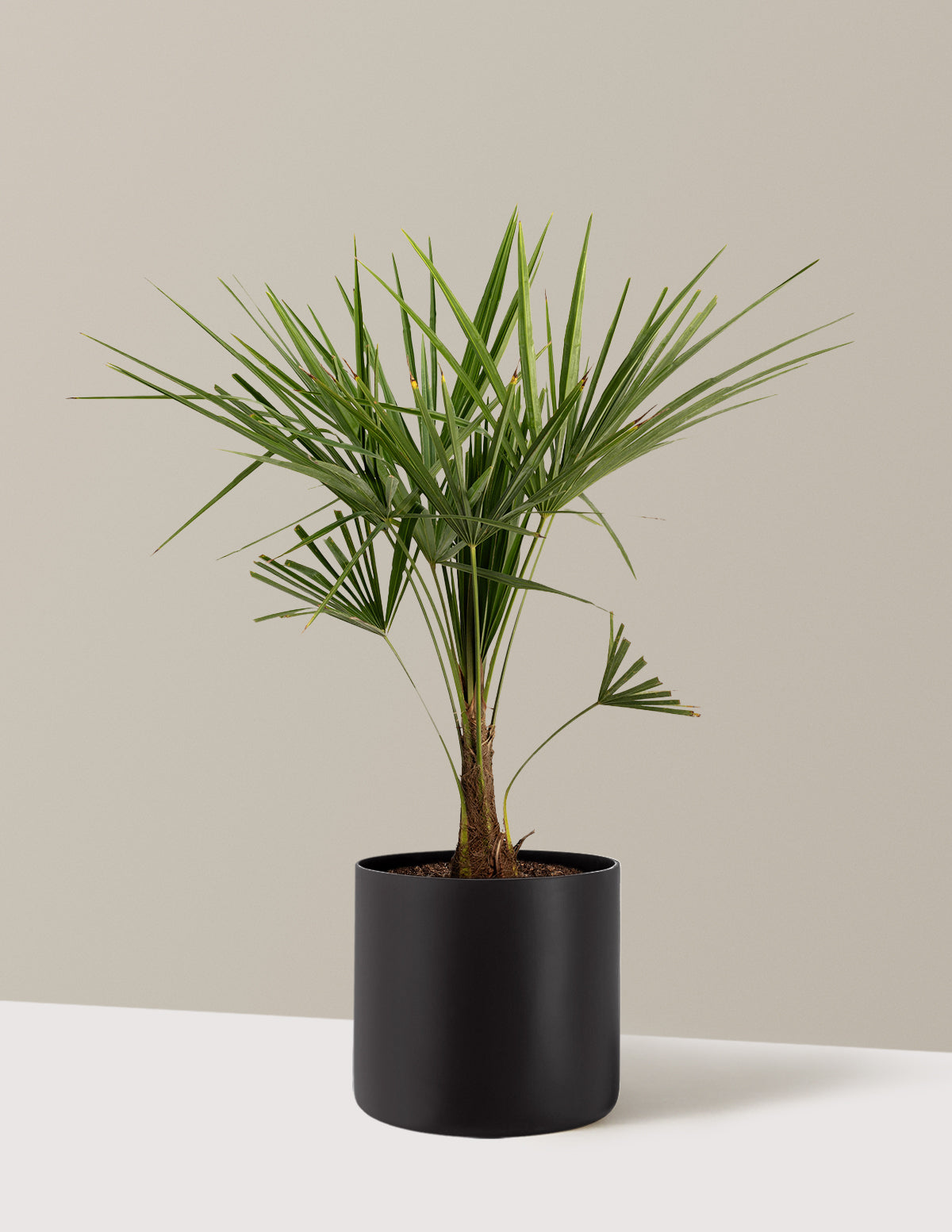 Windmill Palm Tree