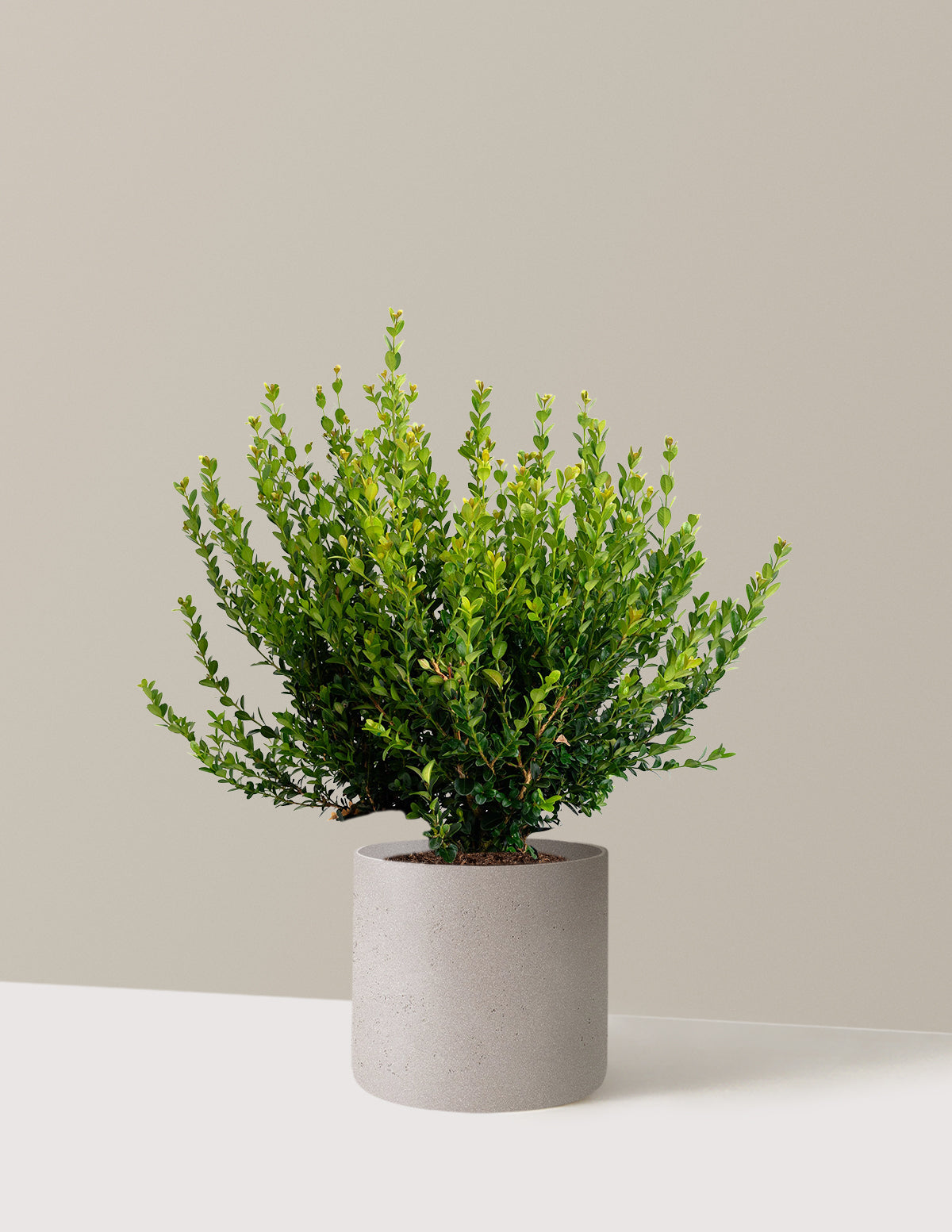 Winter Gem Boxwood