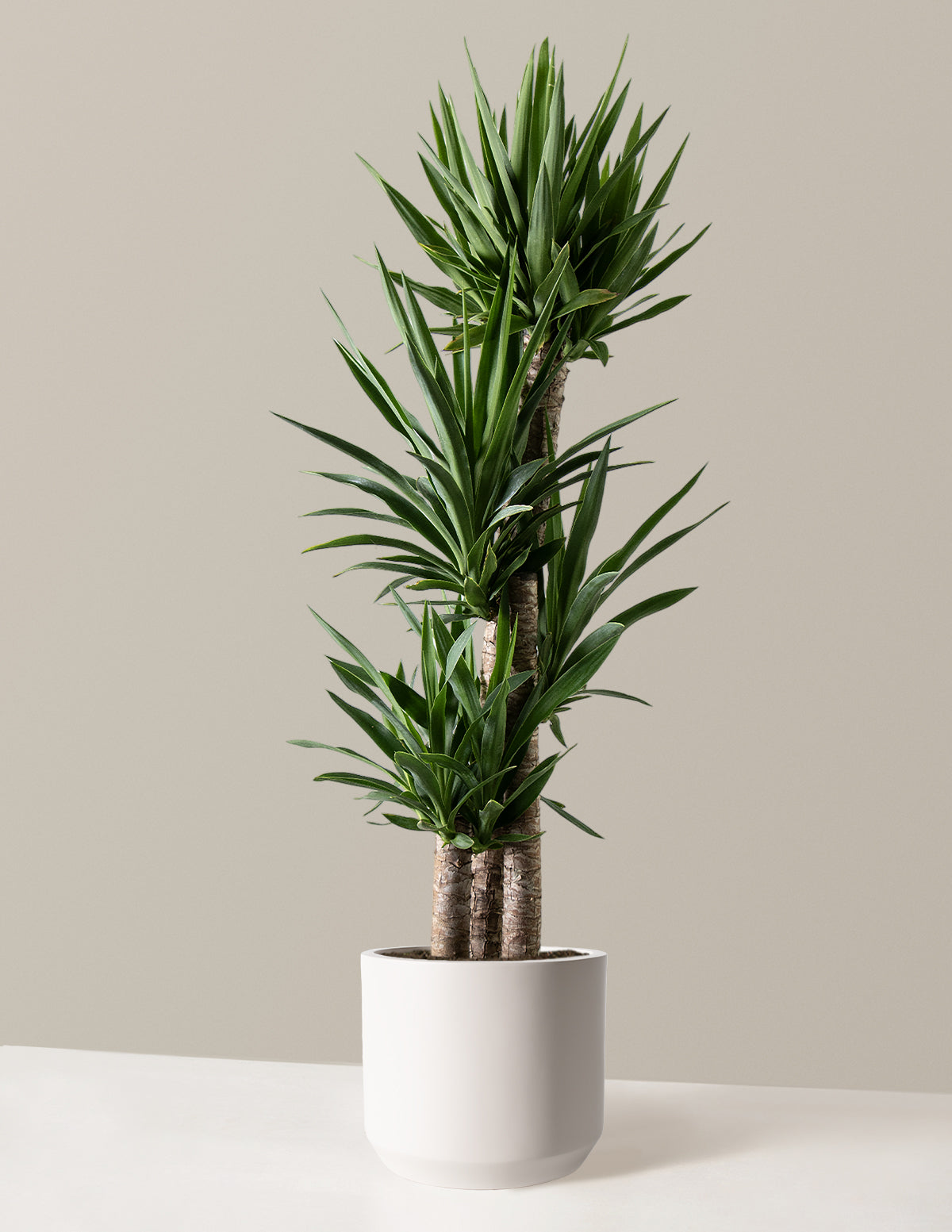 Yucca Plant Multi Stem