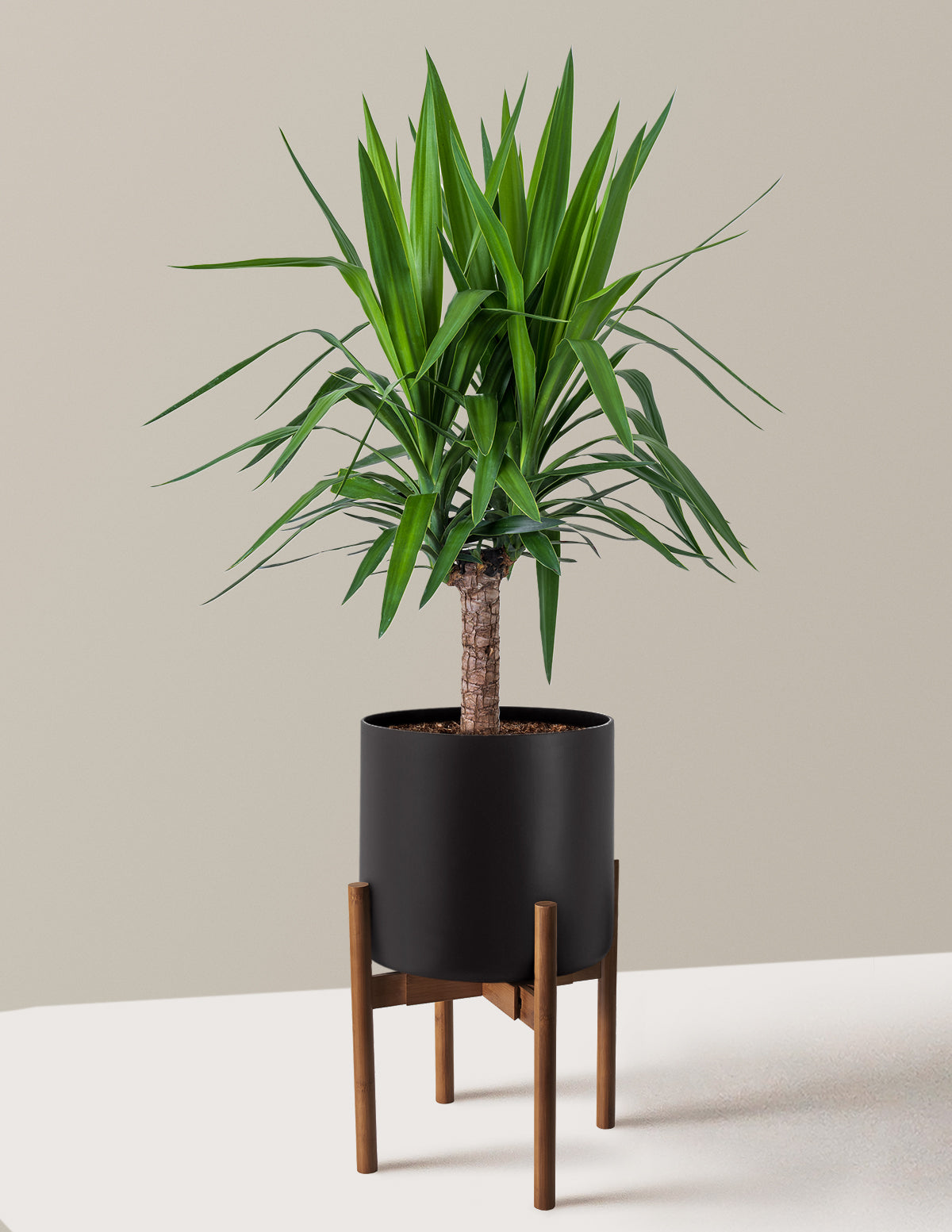 Yucca Plant Single Stem