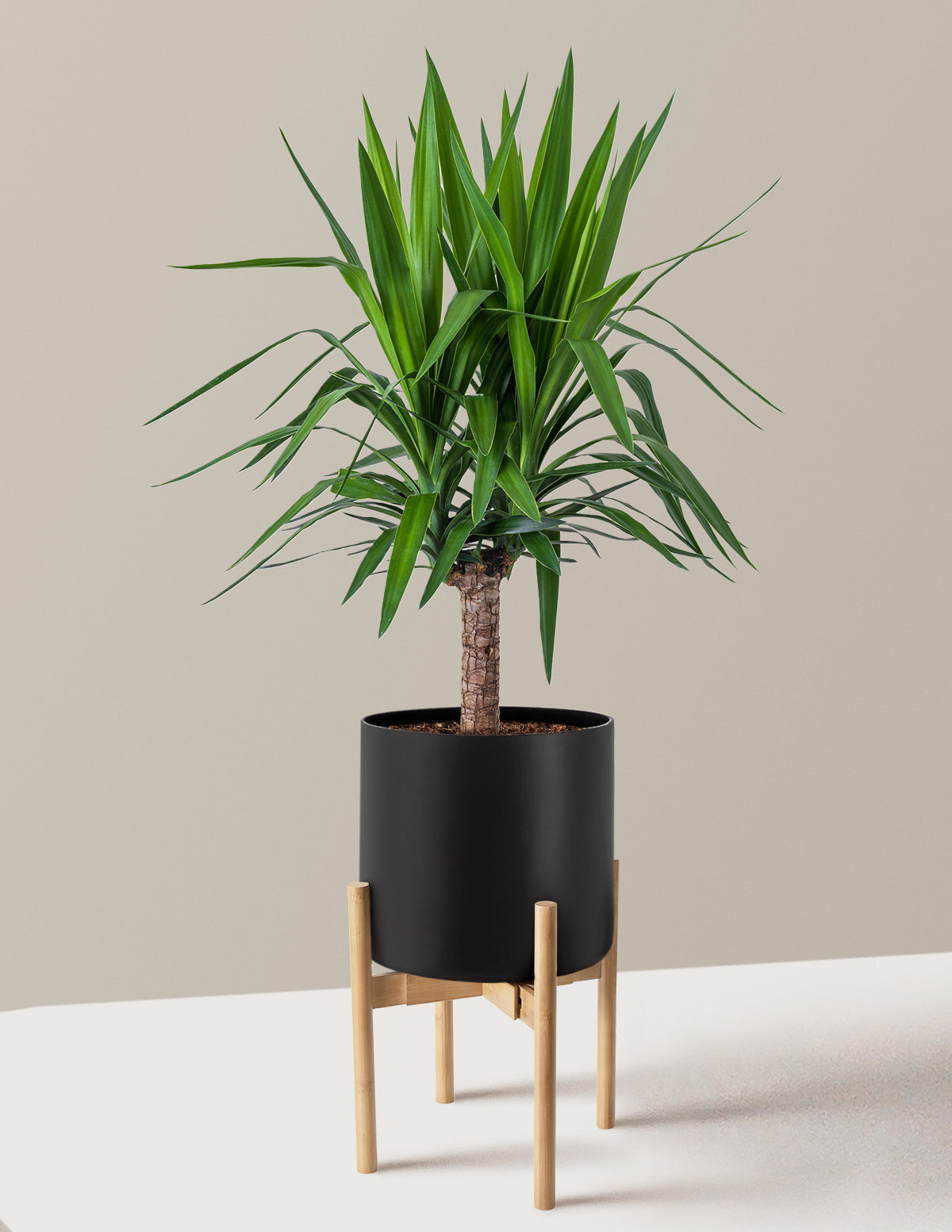 Yucca Plant Single Stem