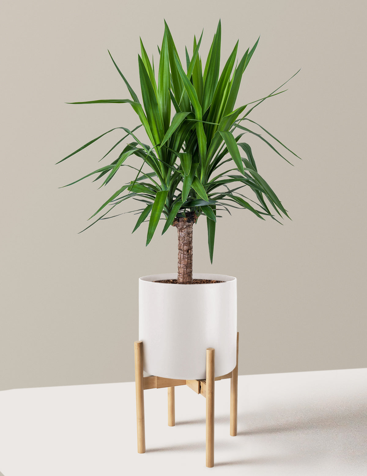 Yucca Plant Single Stem