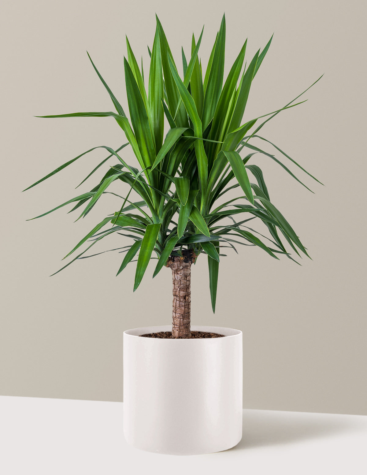 Yucca Plant Single Stem