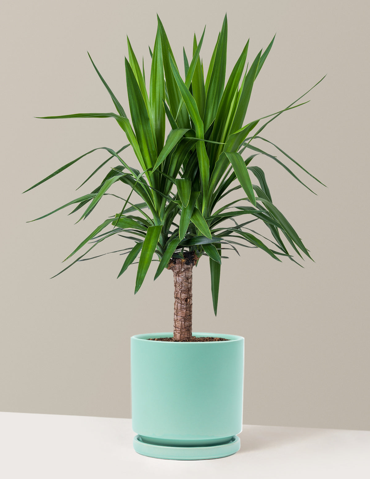 Yucca Plant Single Stem