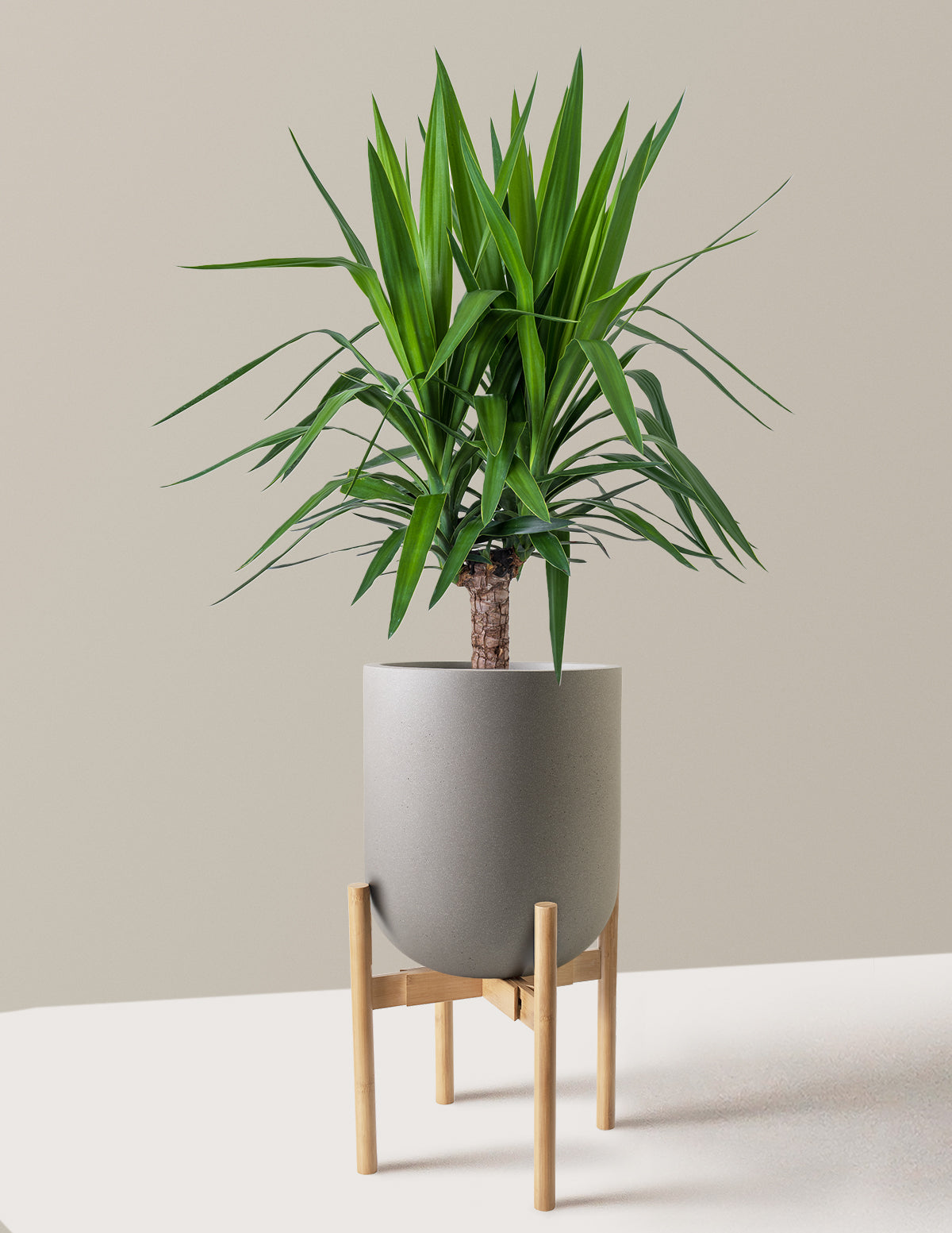 Yucca Plant Single Stem